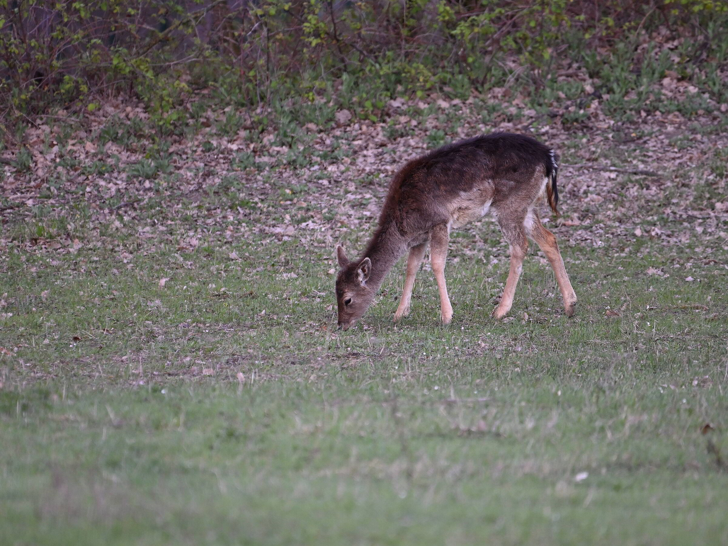 Fallow deer