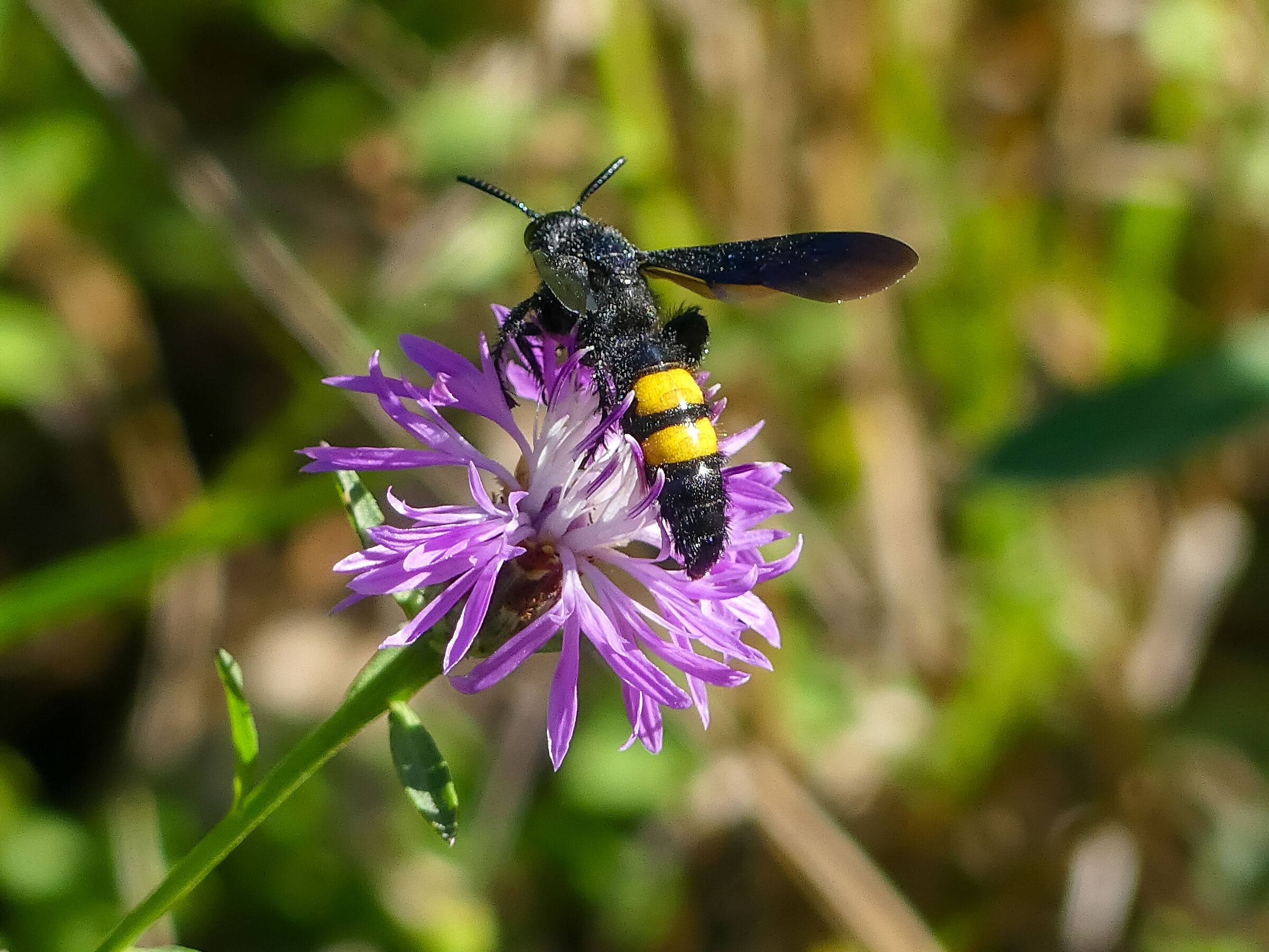 Pygodasis quadrimaculata