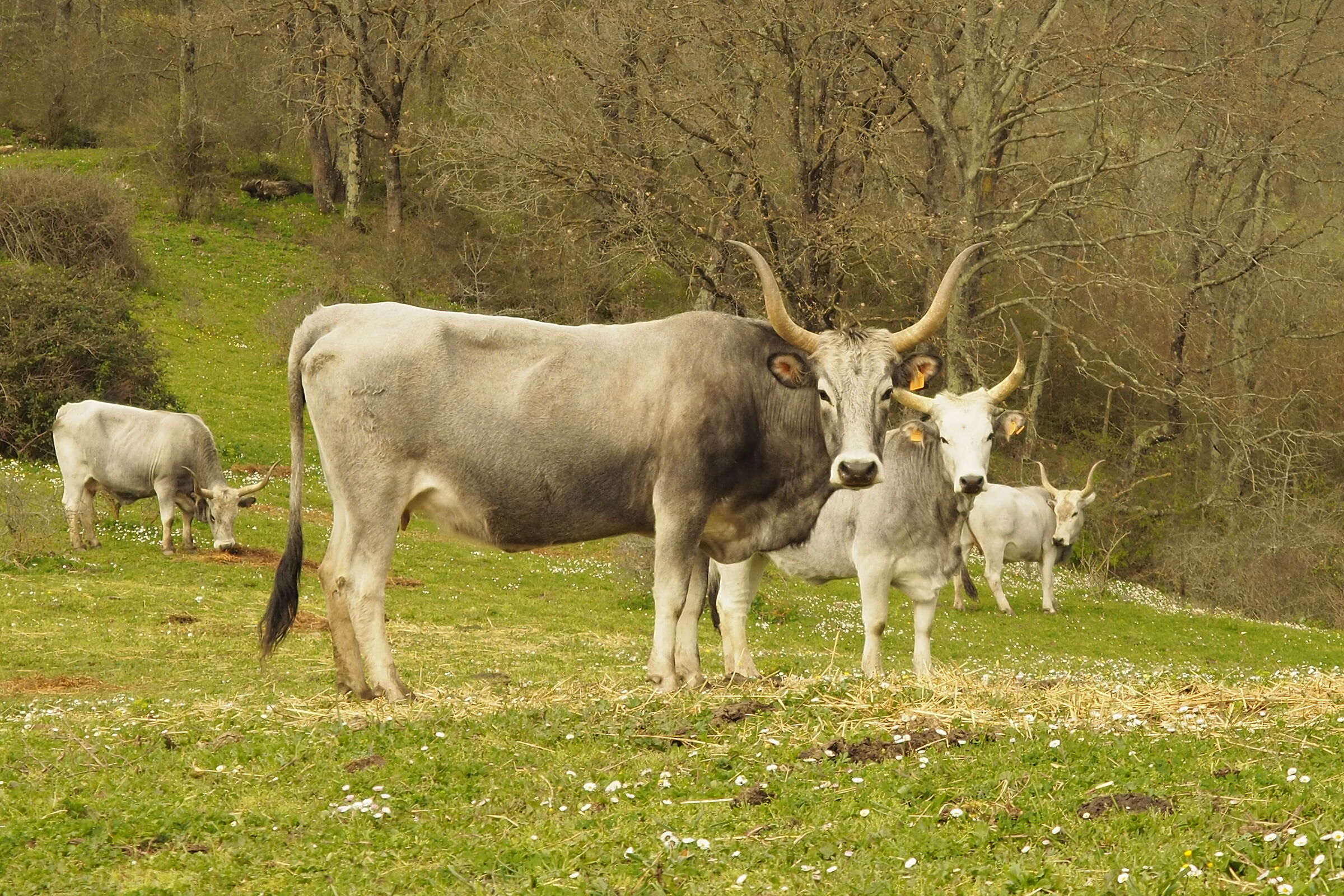 Pascolo sincronizzato..