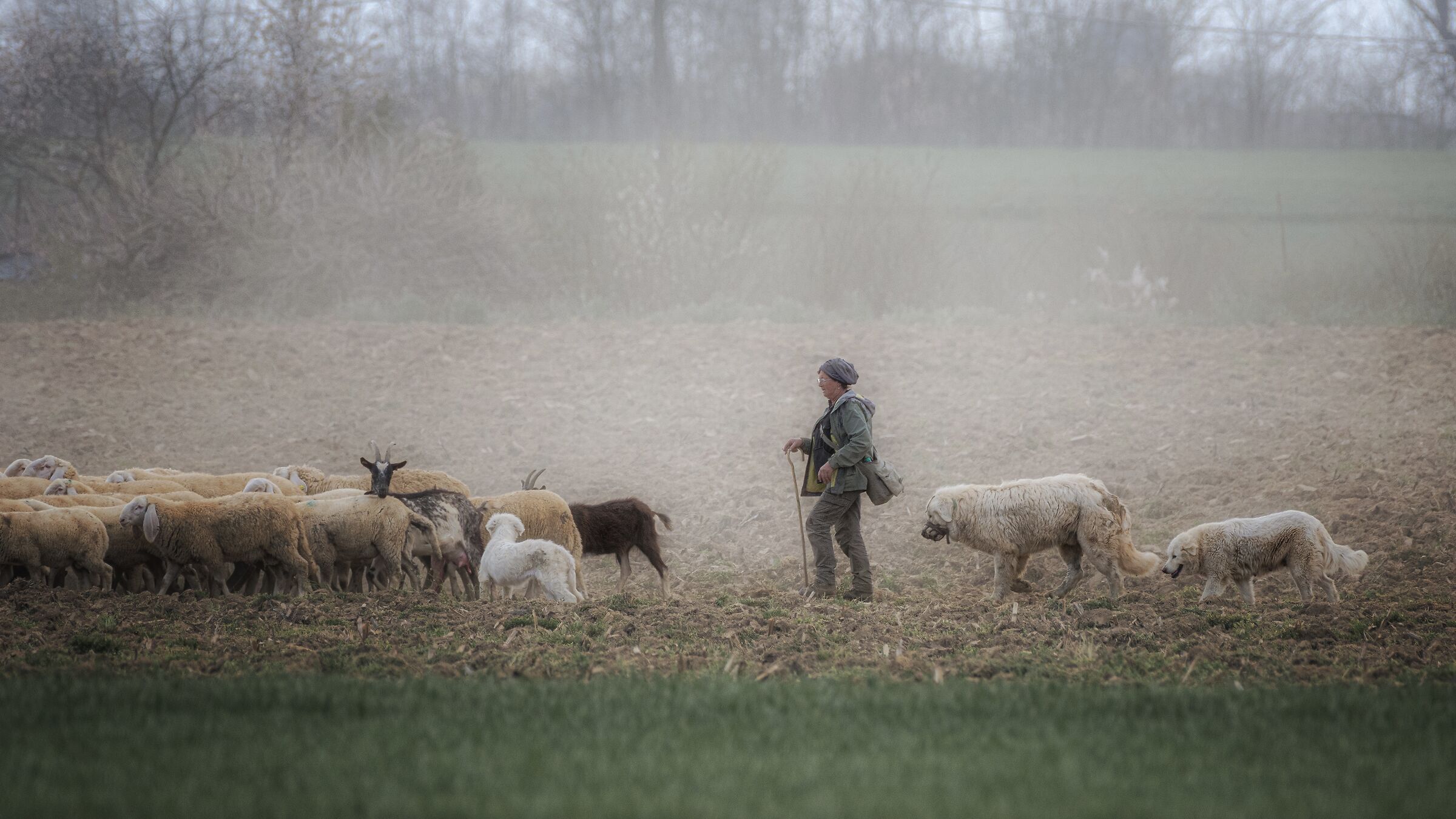 Transhumance