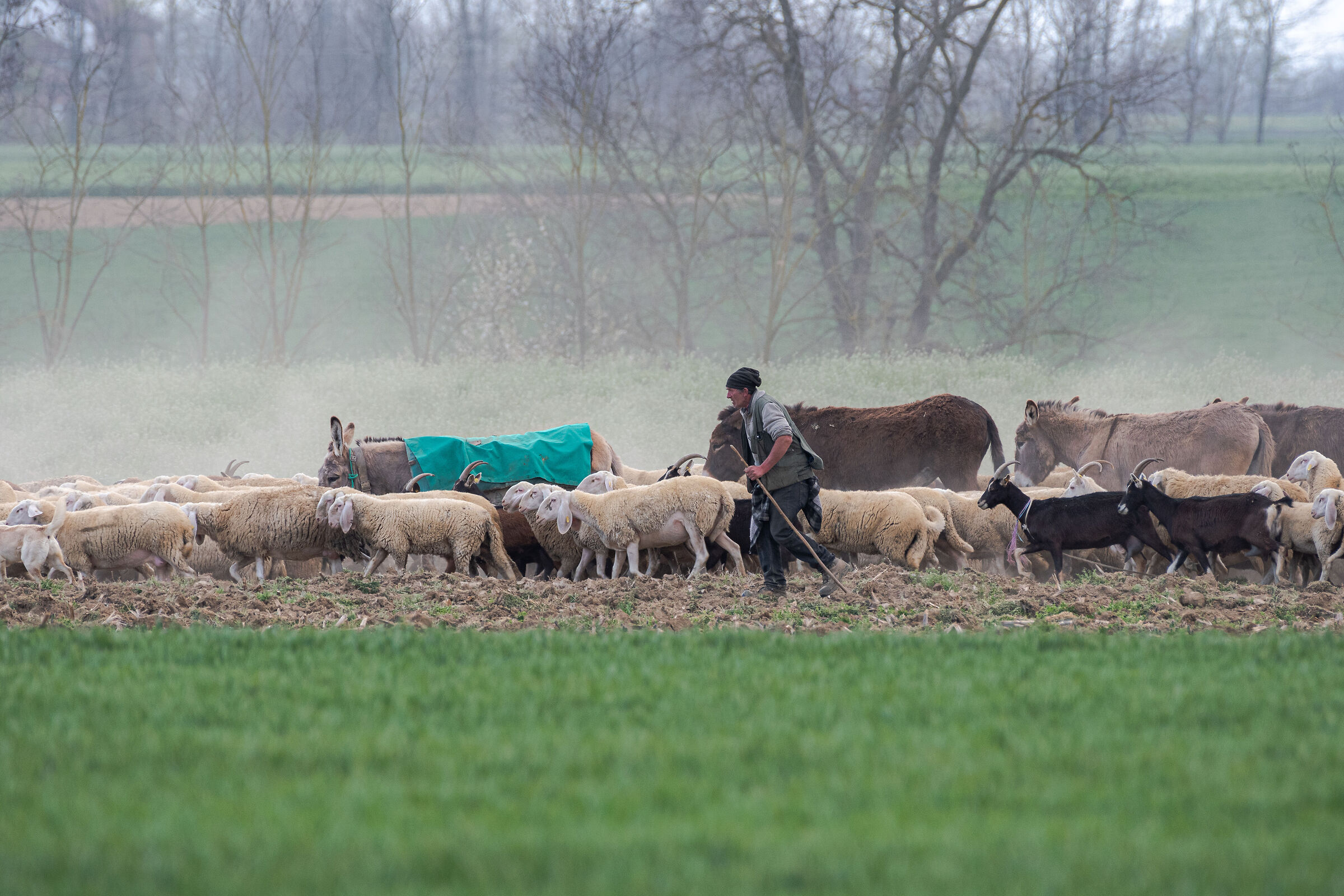 Transhumance 2