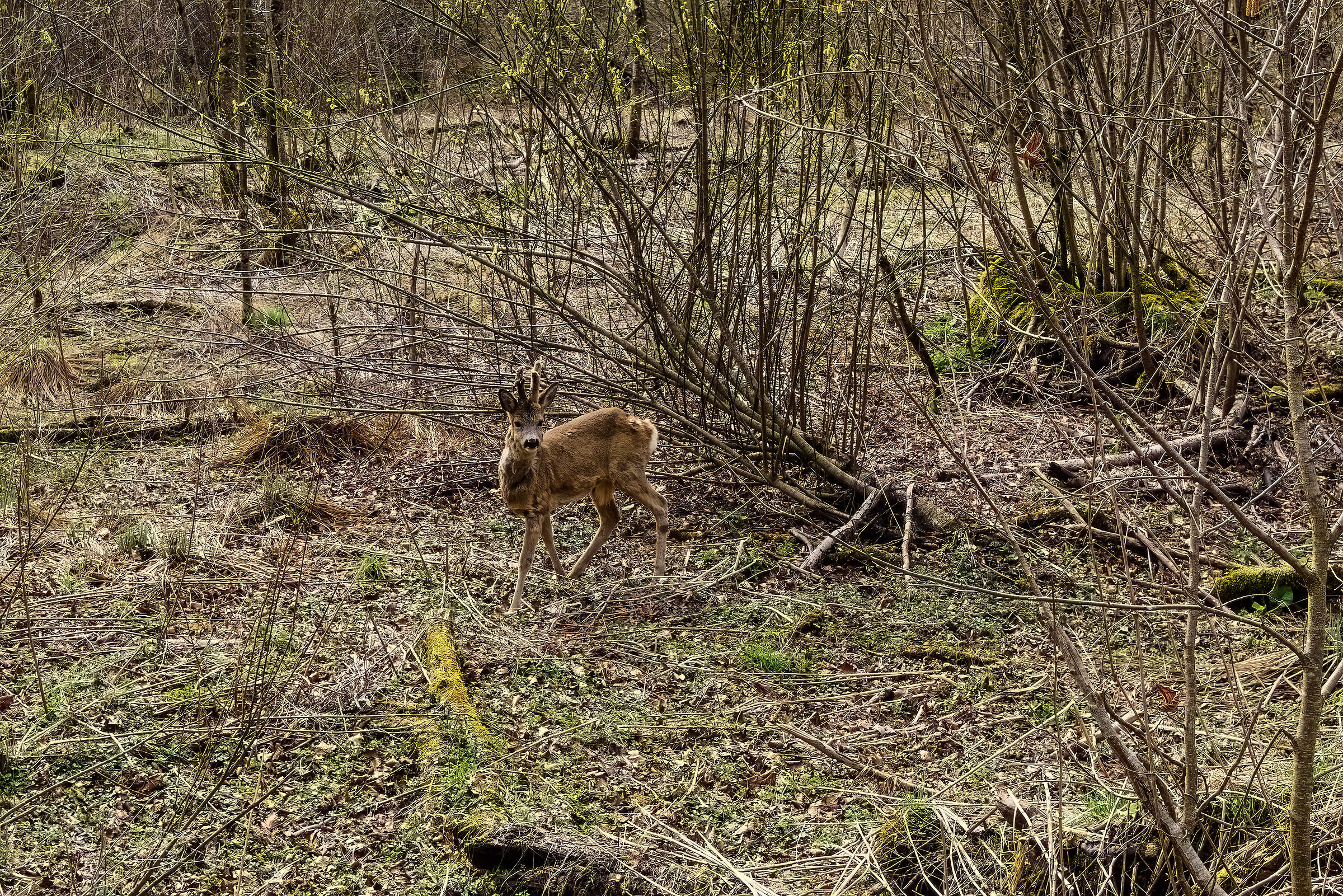 Capriolo maschio con il grandangolo