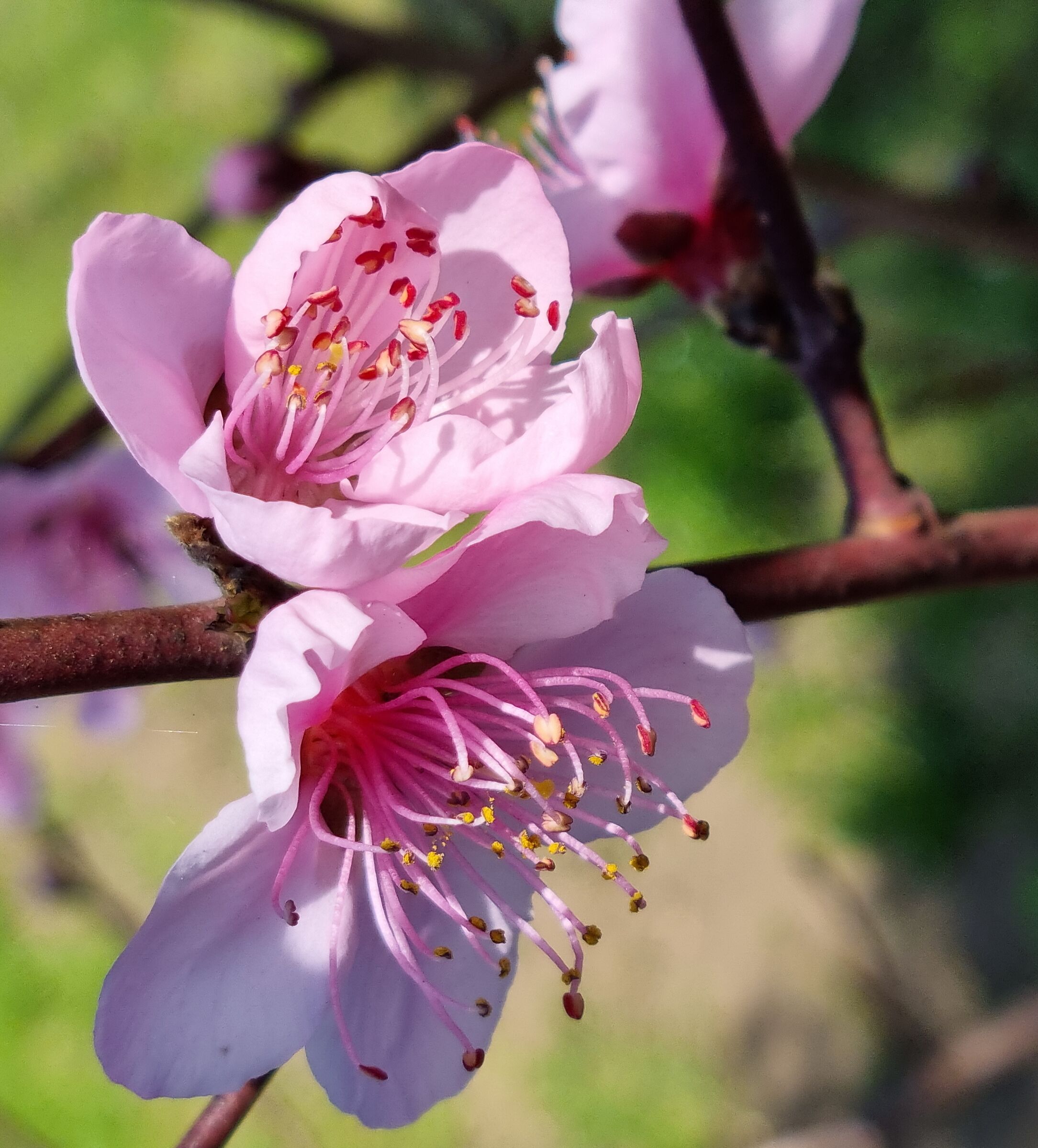 Peach blossoms