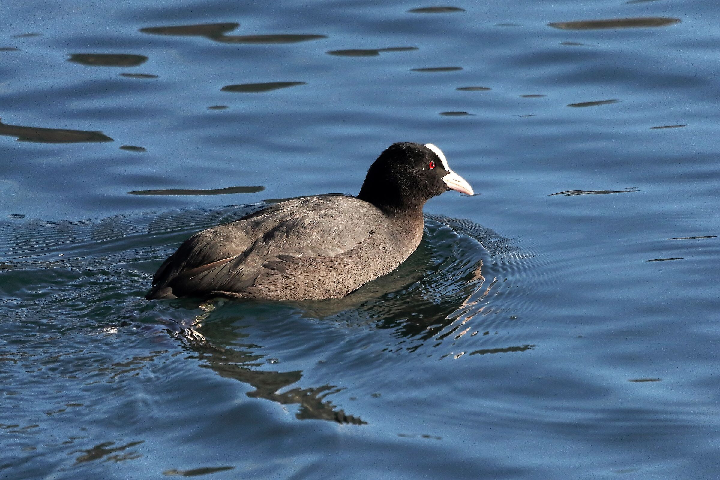 Folaga 22 gennaio 2023