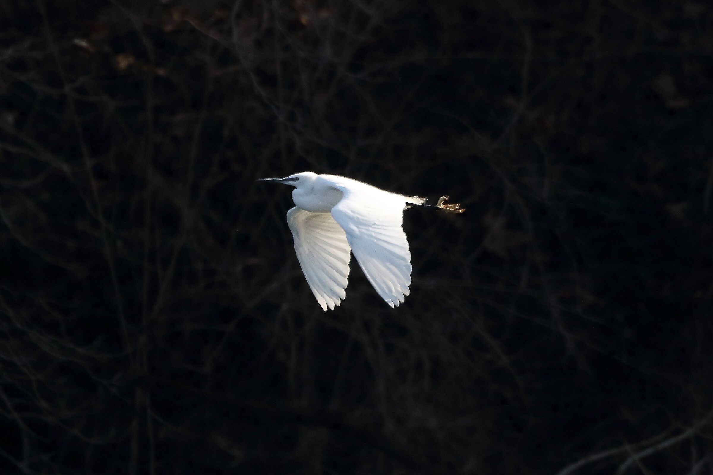 Garzetta 22 gennaio 2023