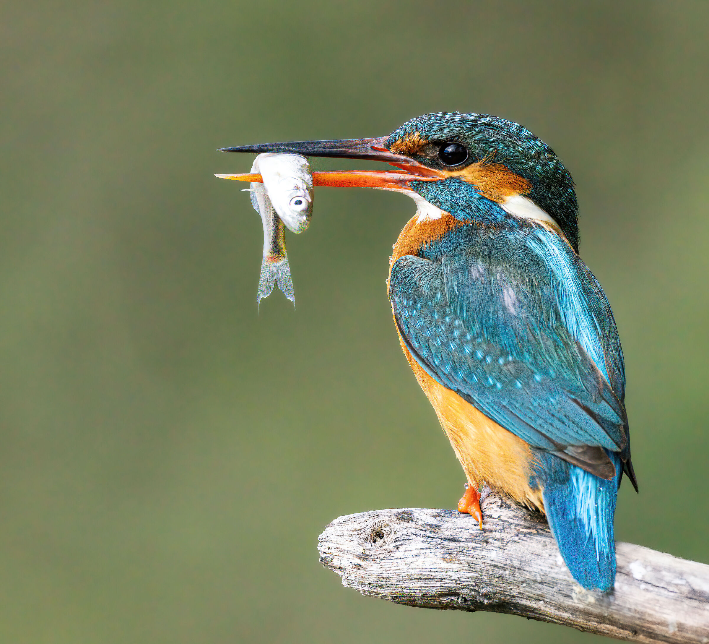 Martin Pescatore femmina