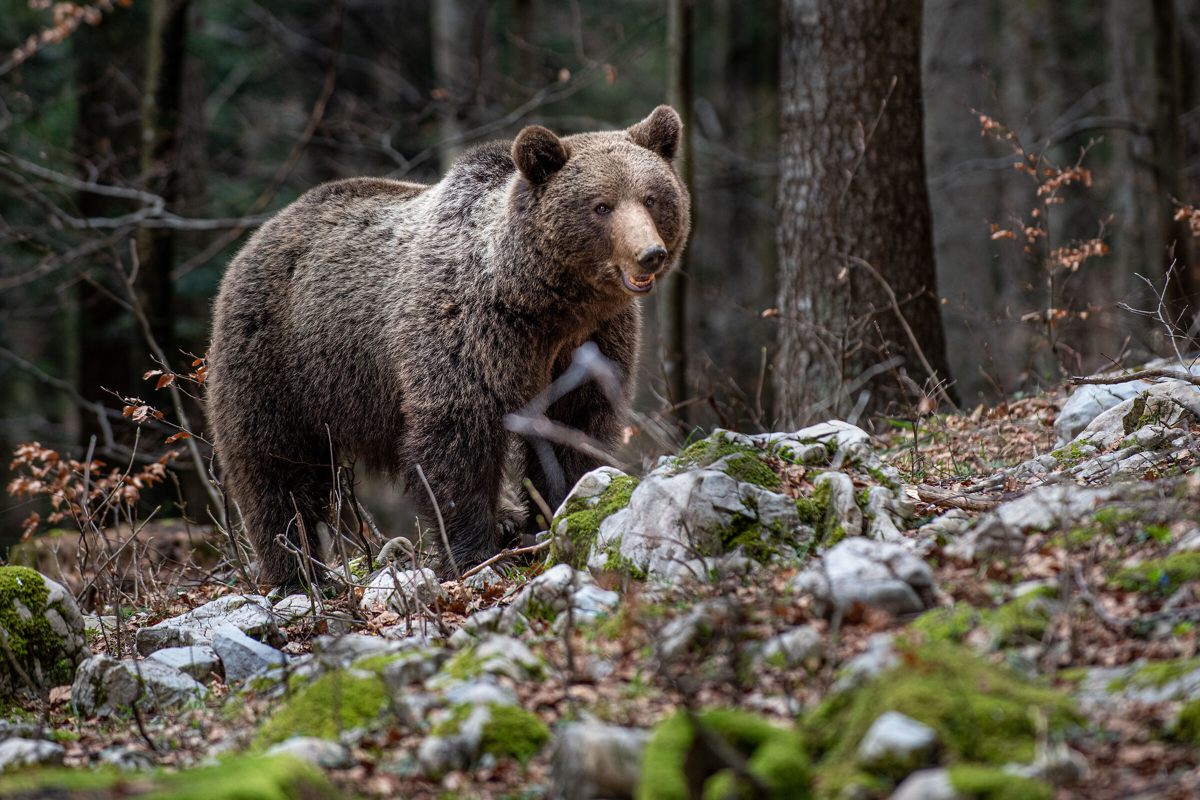 Slovenian Bear