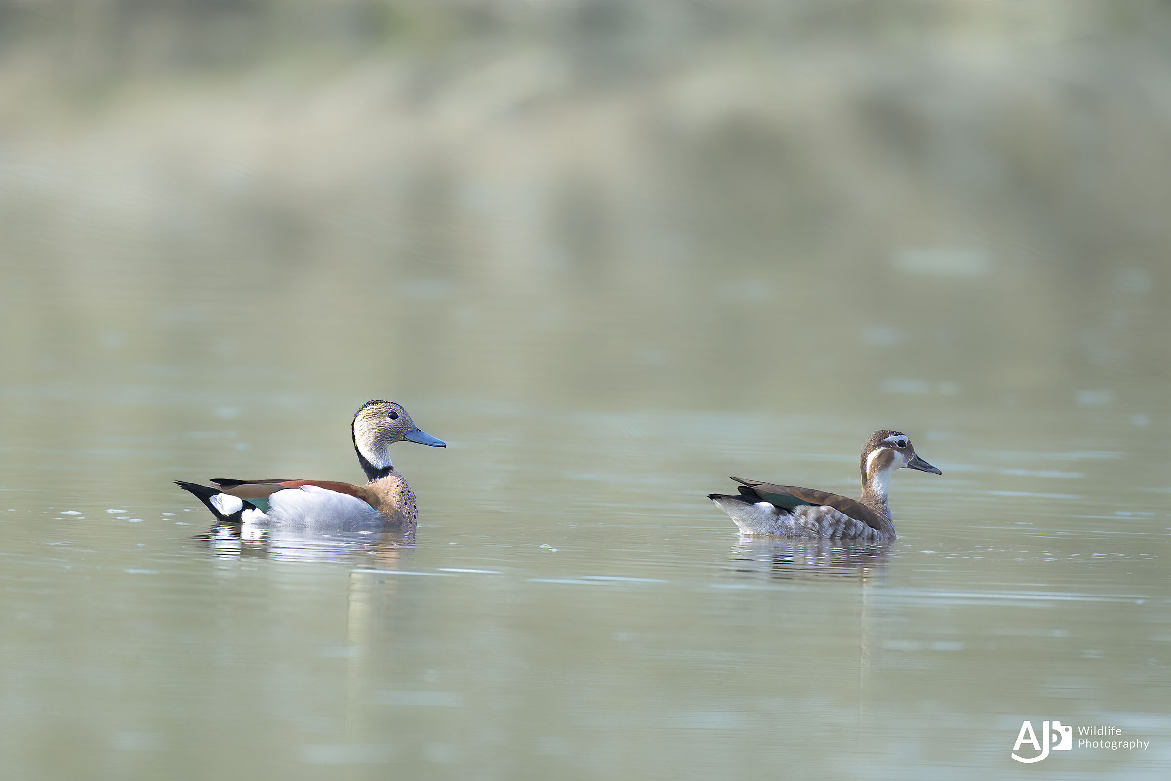 Ringed teal