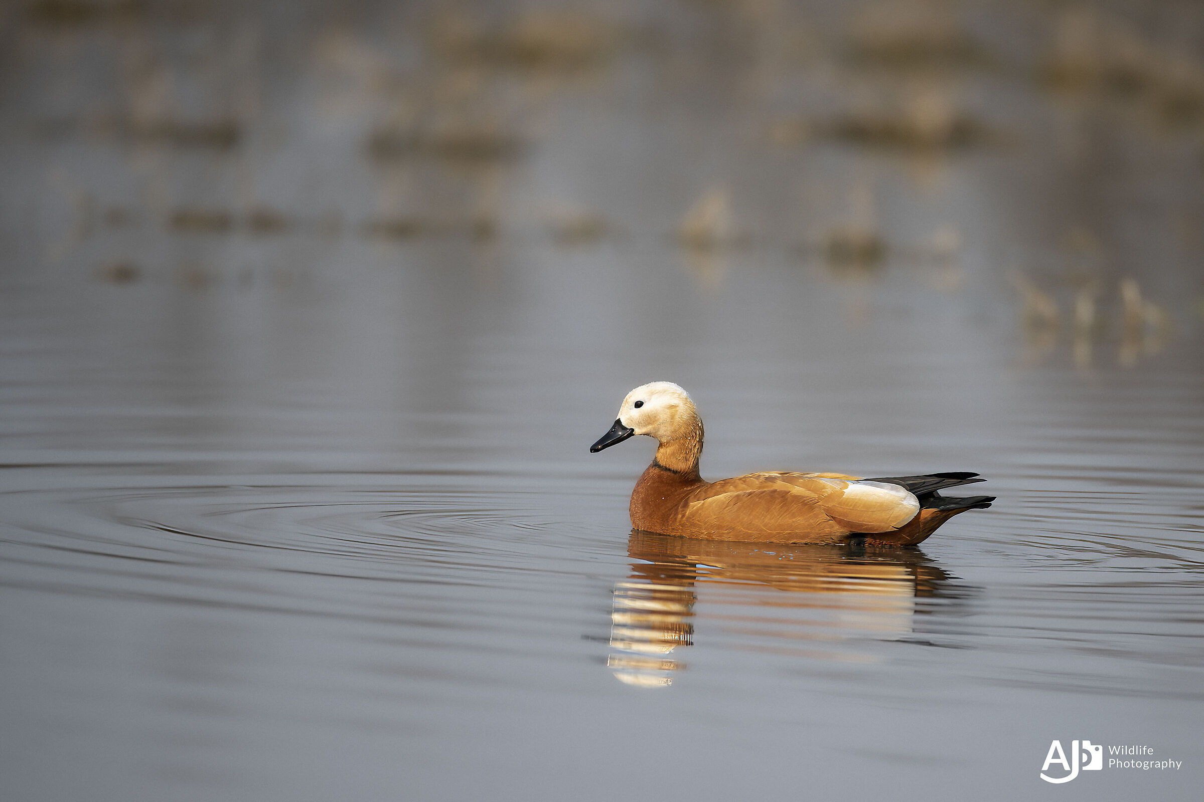Ruddy shelduck
