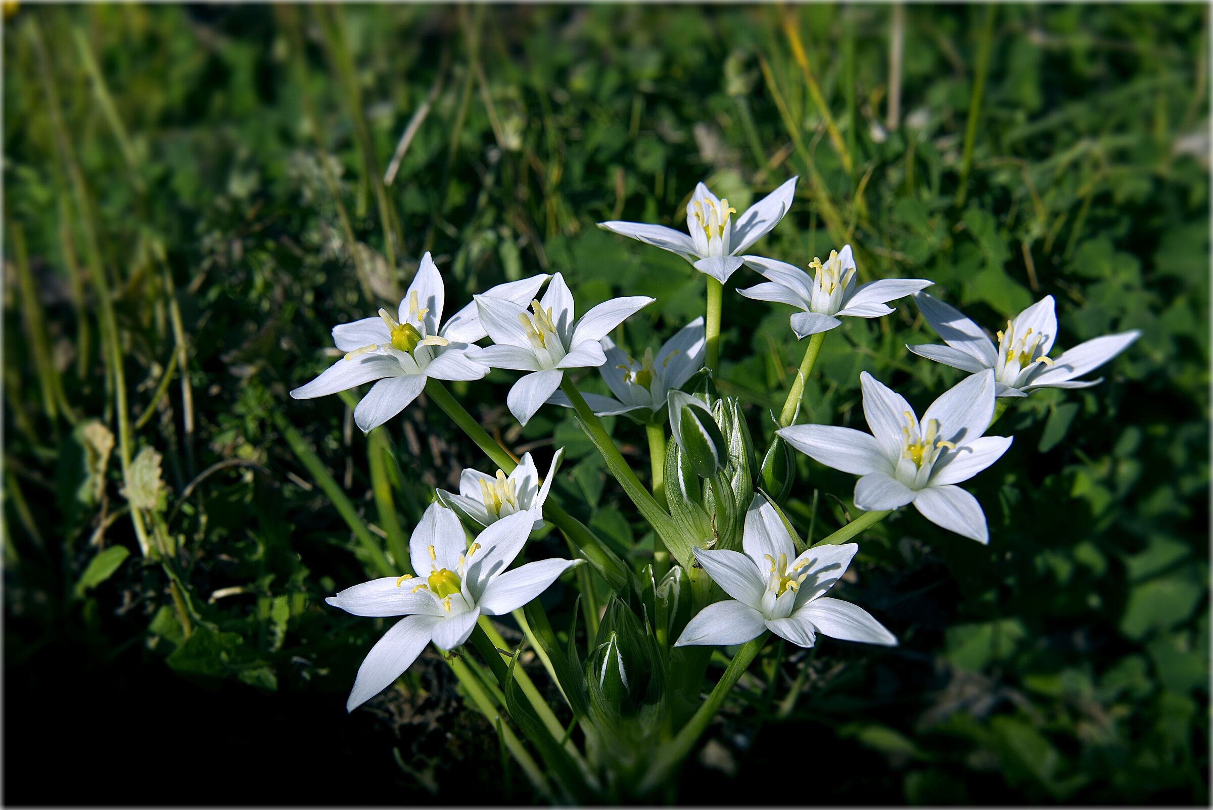 Stella di Betlemme...