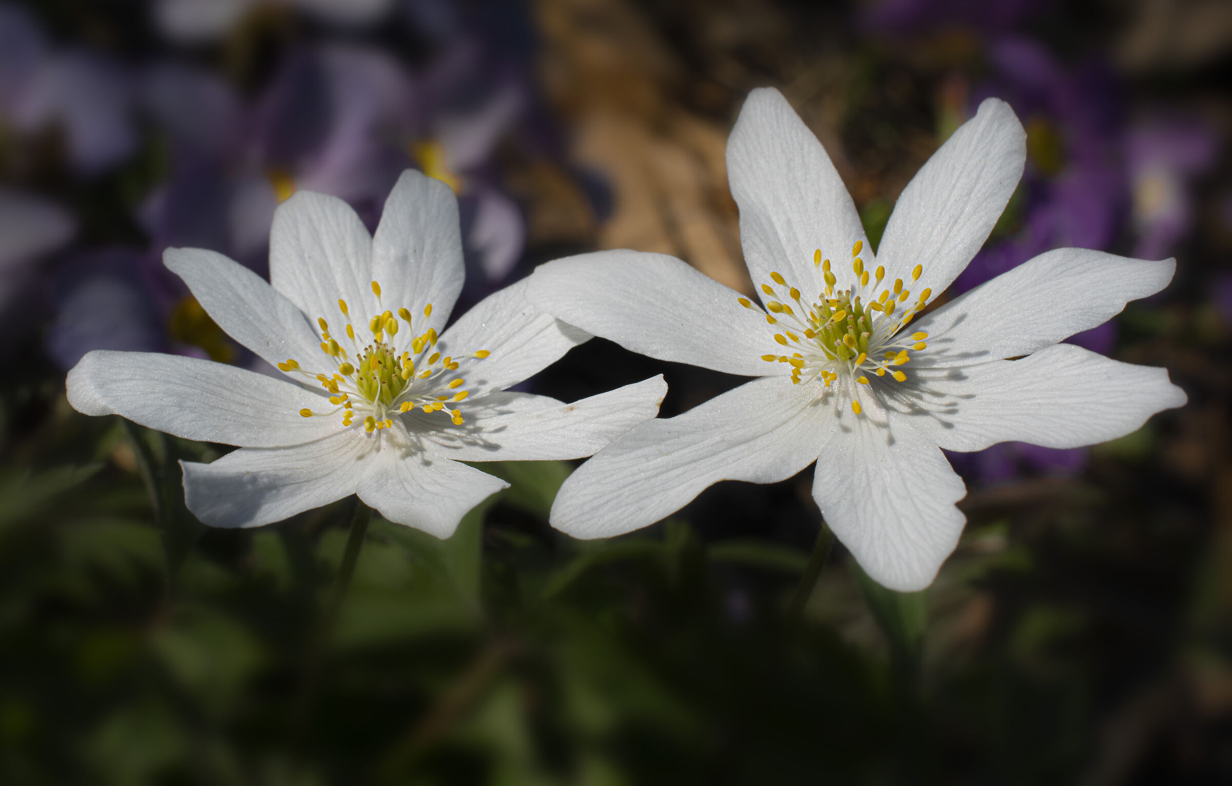 Anemoni del mio giardino naturale...