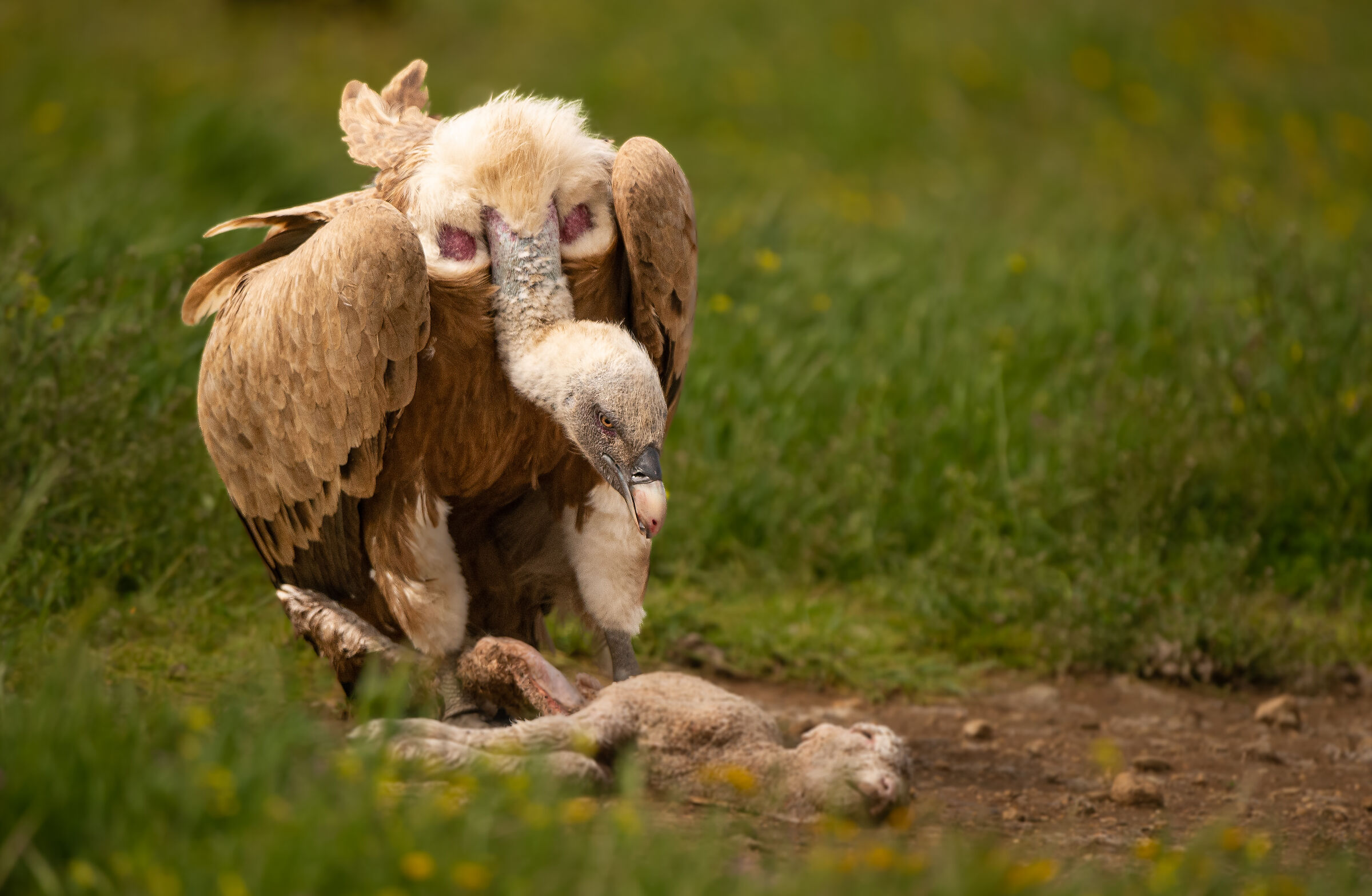 The meal of the Griffon