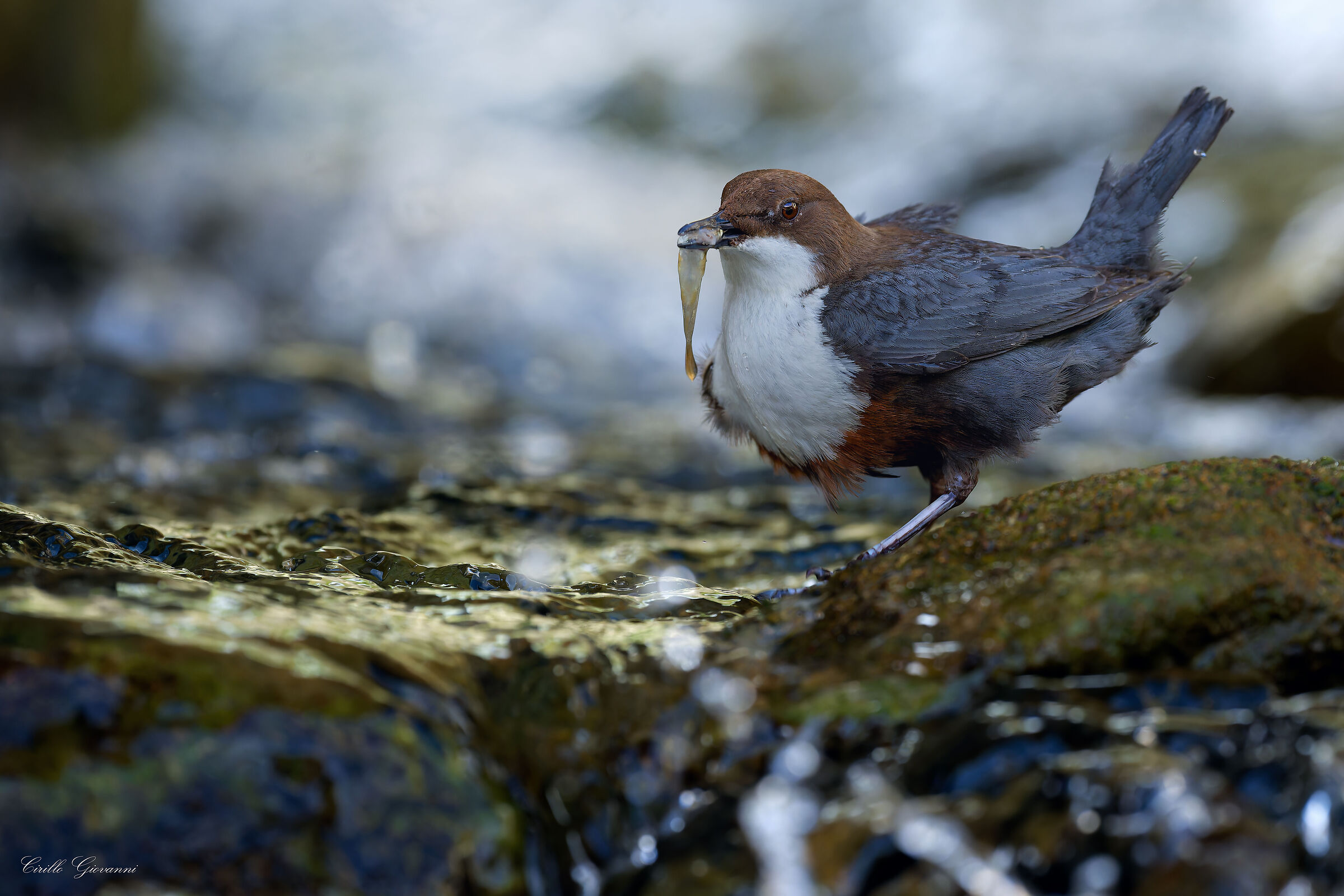 WHITE-THROATED DIPPER