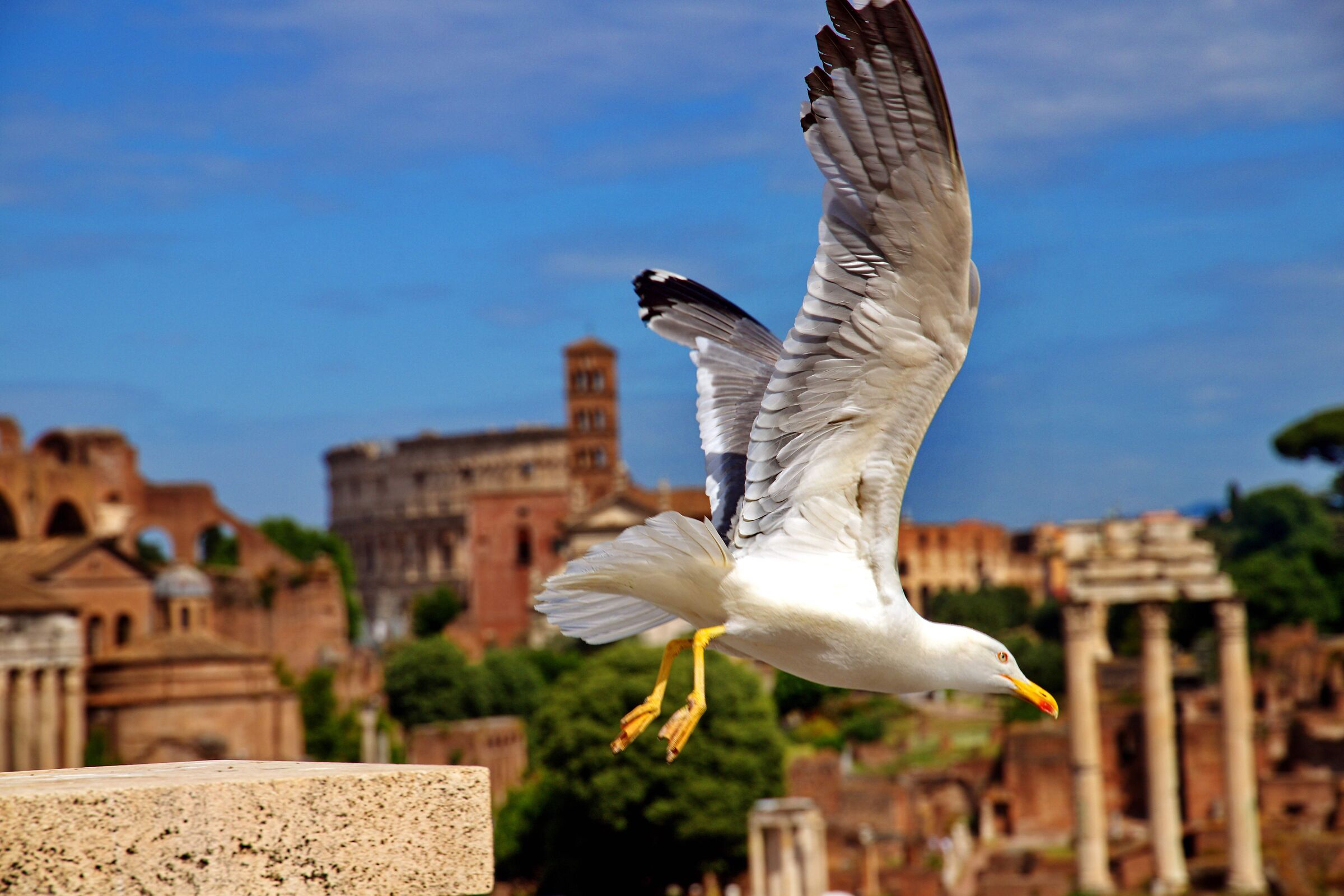 Volare a Roma