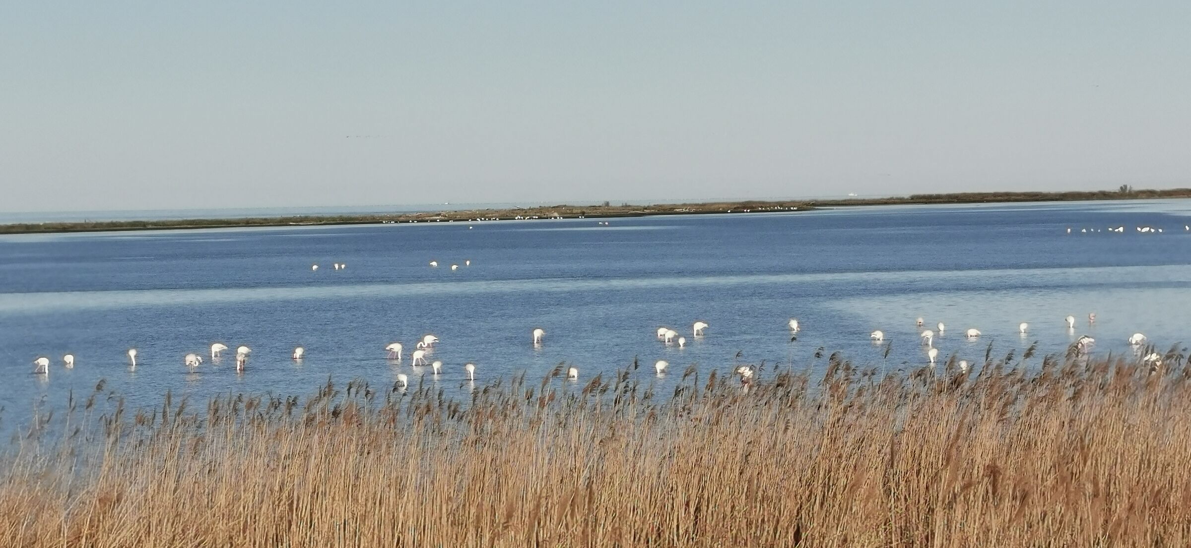 Aironi sul delta del Po