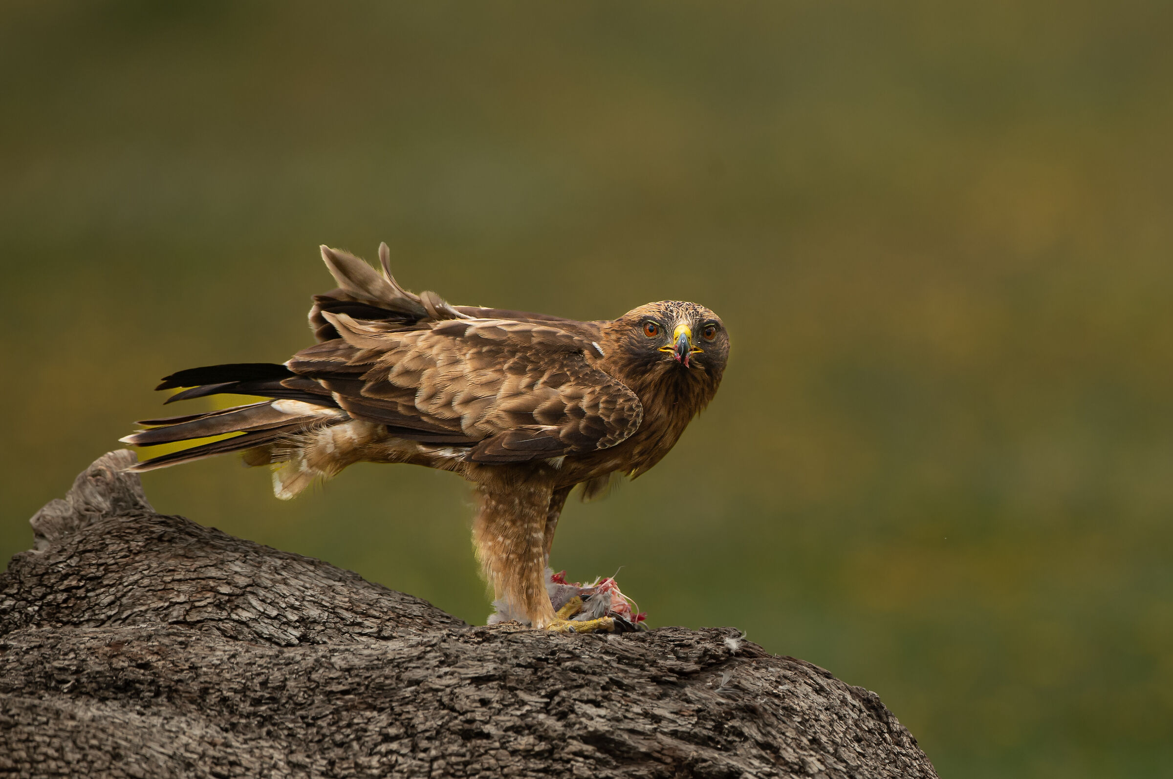 Lesser Eagle