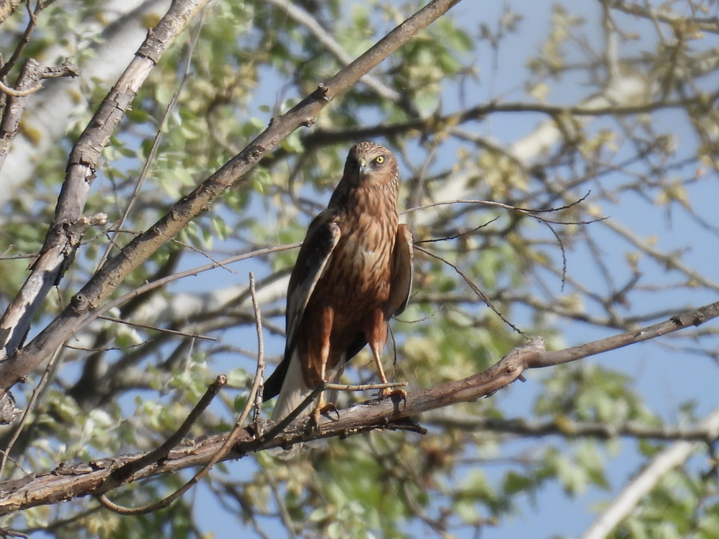 Falco di palude maschio
