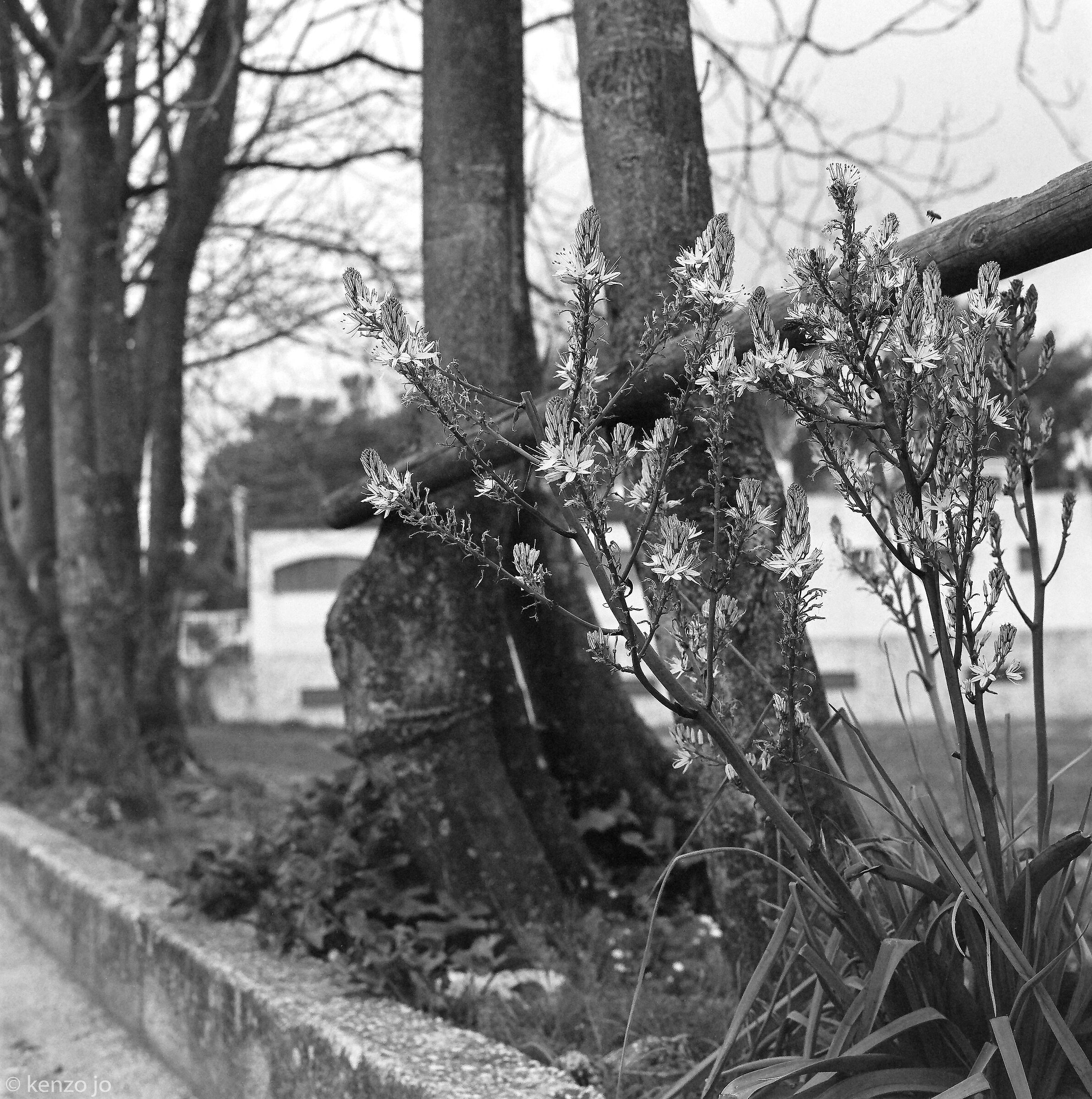 Spring by the roadside