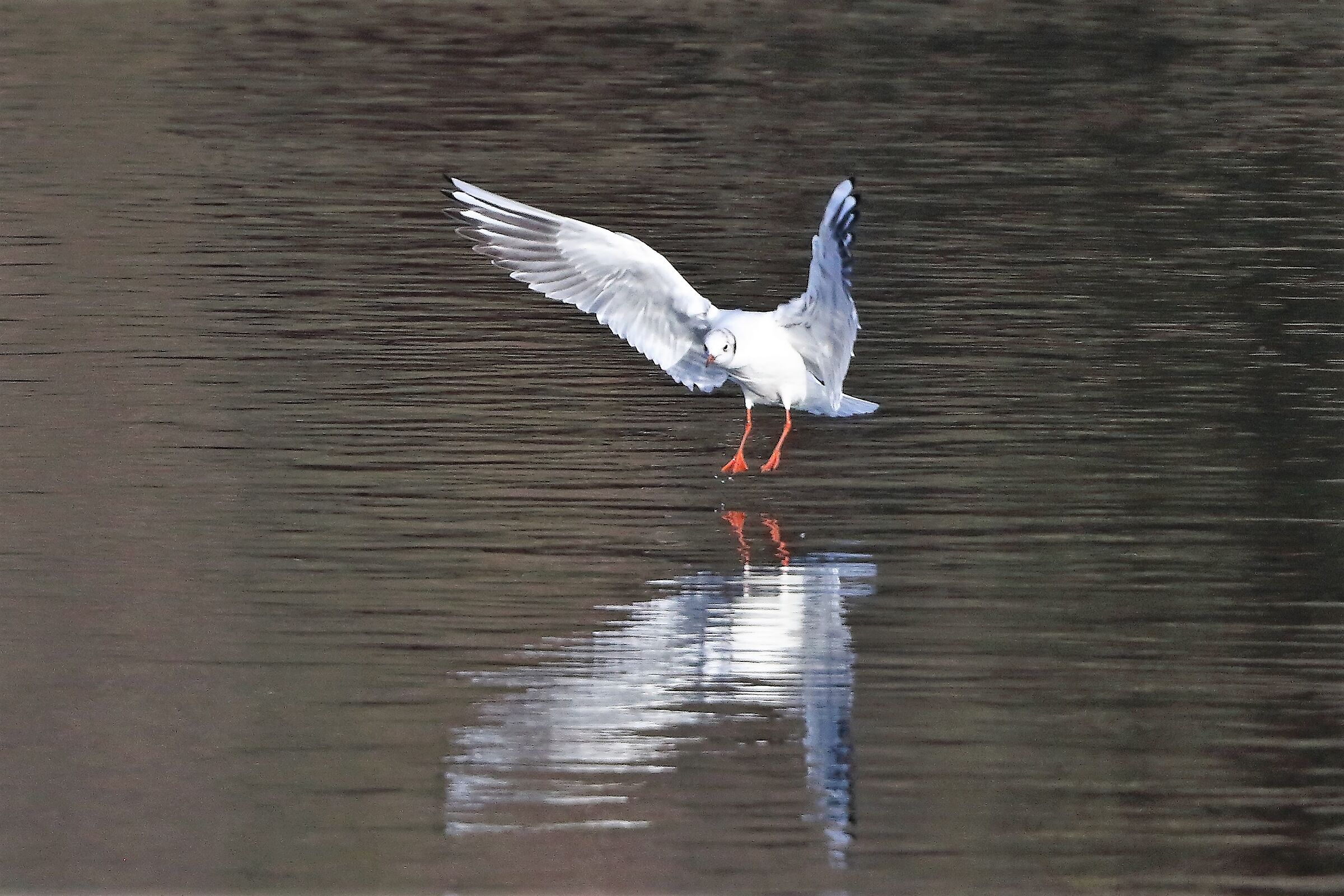 Gabbiano terrestre 22 gennaio 2023