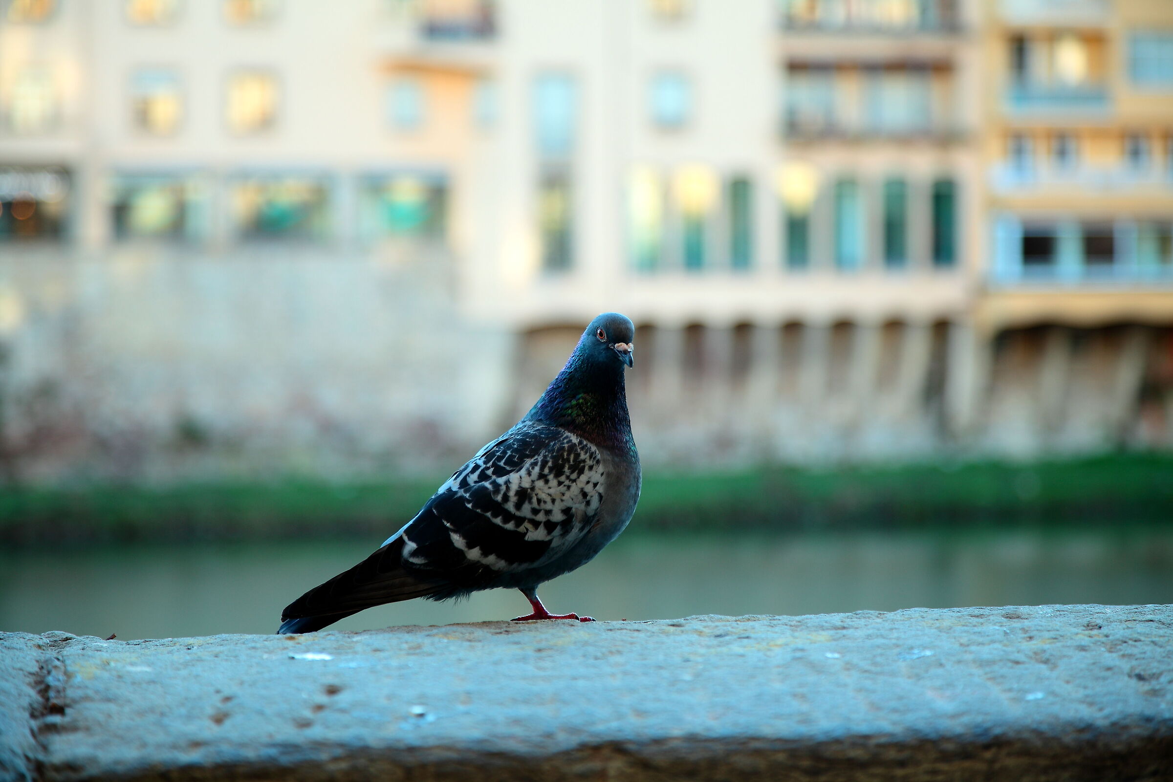 Piccione monozampa