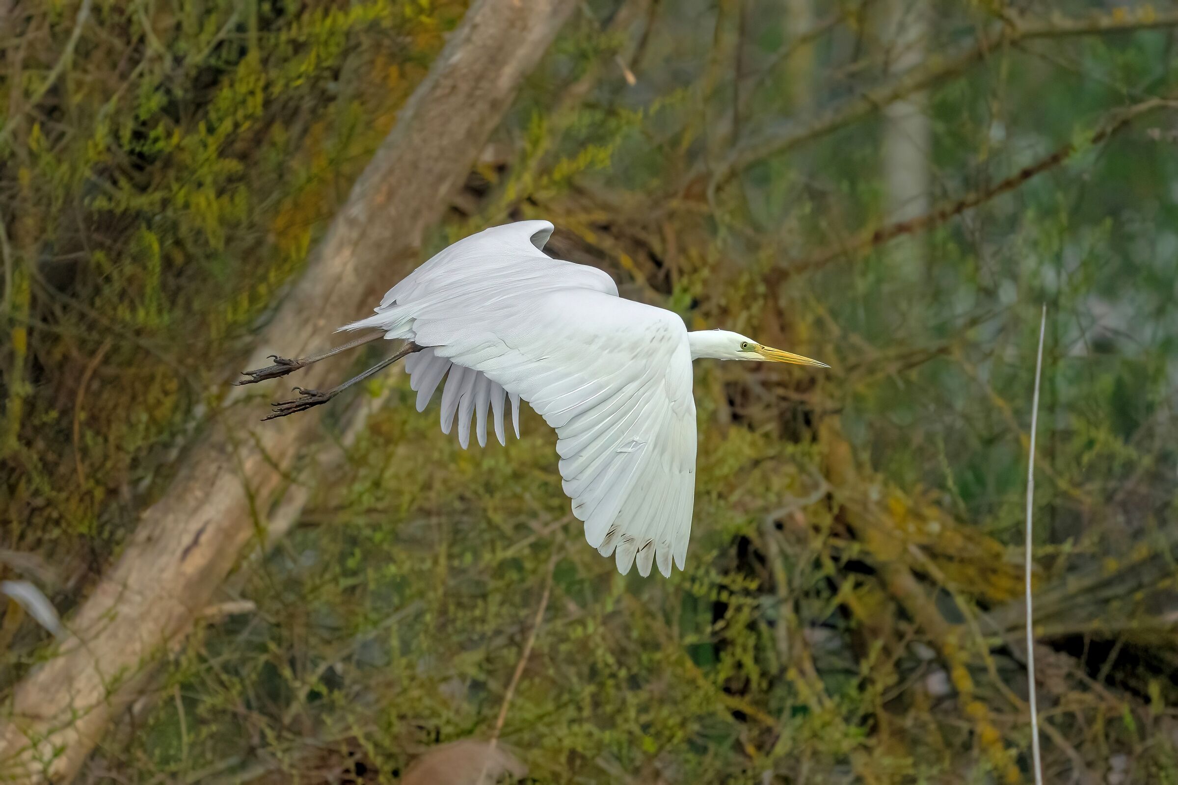 Airone bianco maggiore (Casmerodius albus)