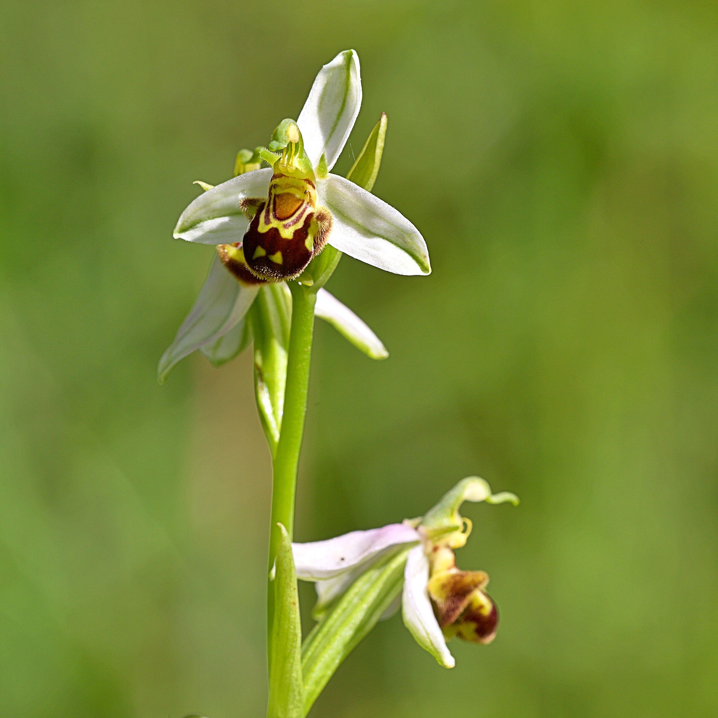 Ophrys apifera