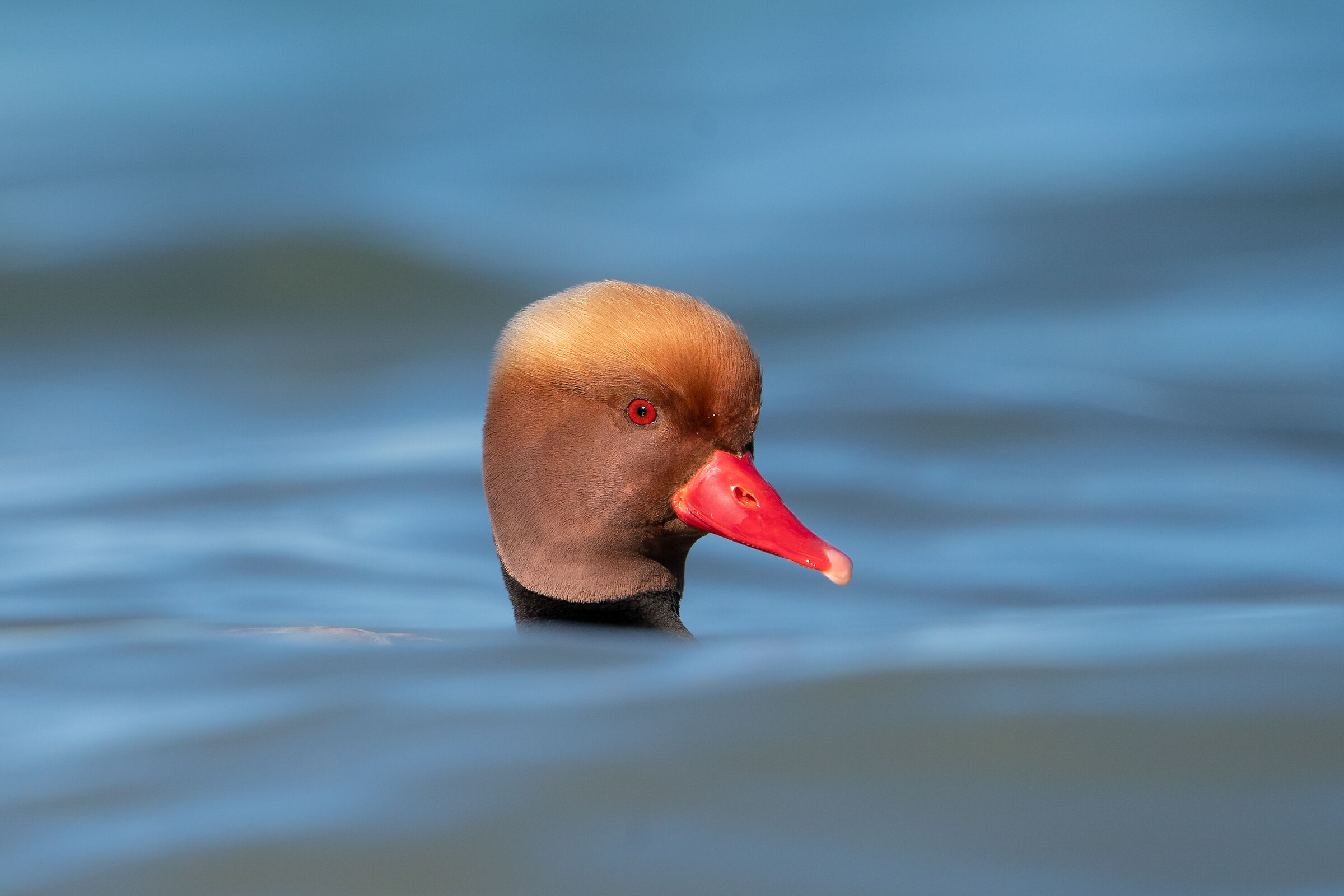 Red-crested pochard