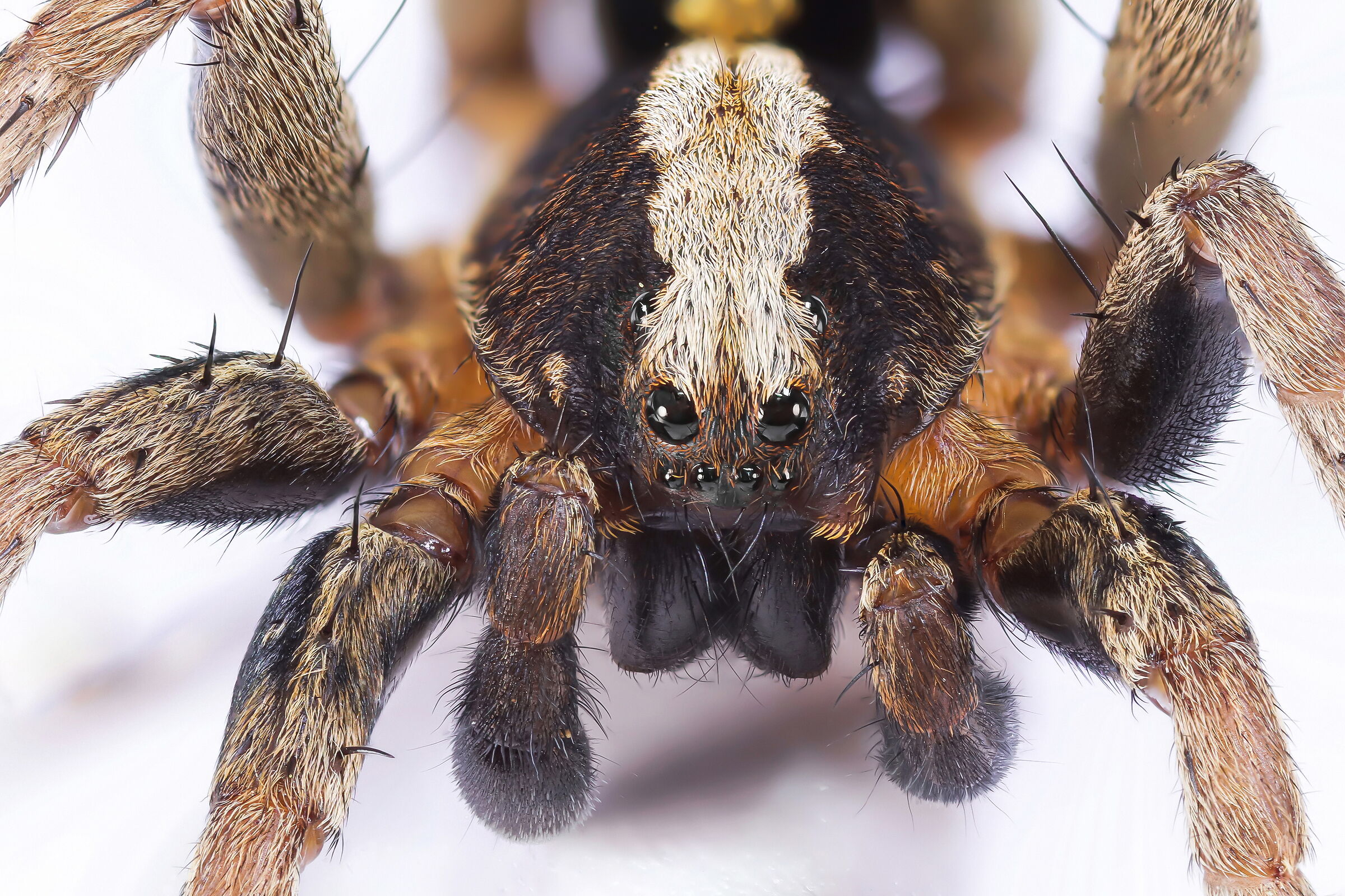 Lo sguardo ribelle di un Alopecosa albofasciata maschio