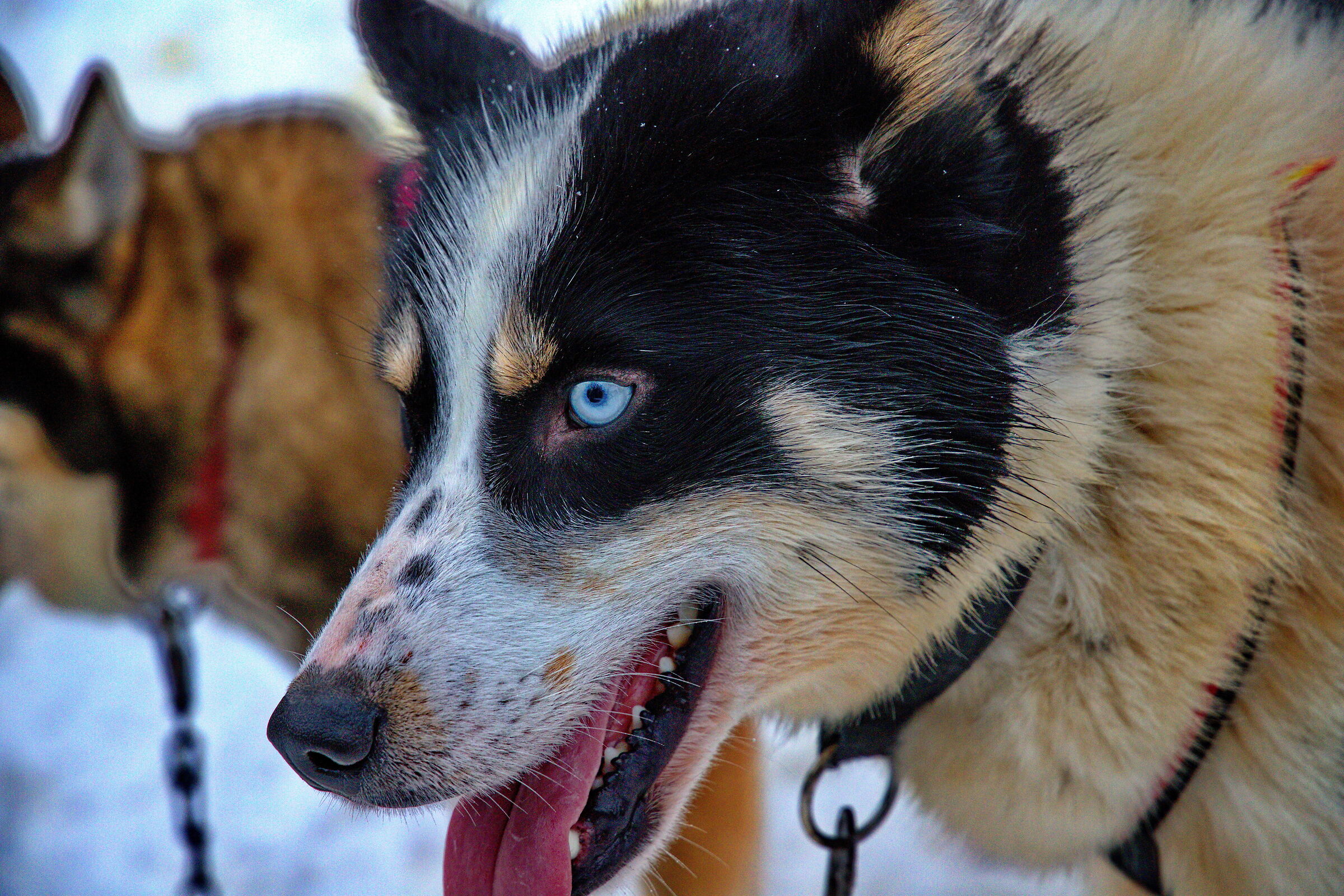 Cane da slitta Lapponia