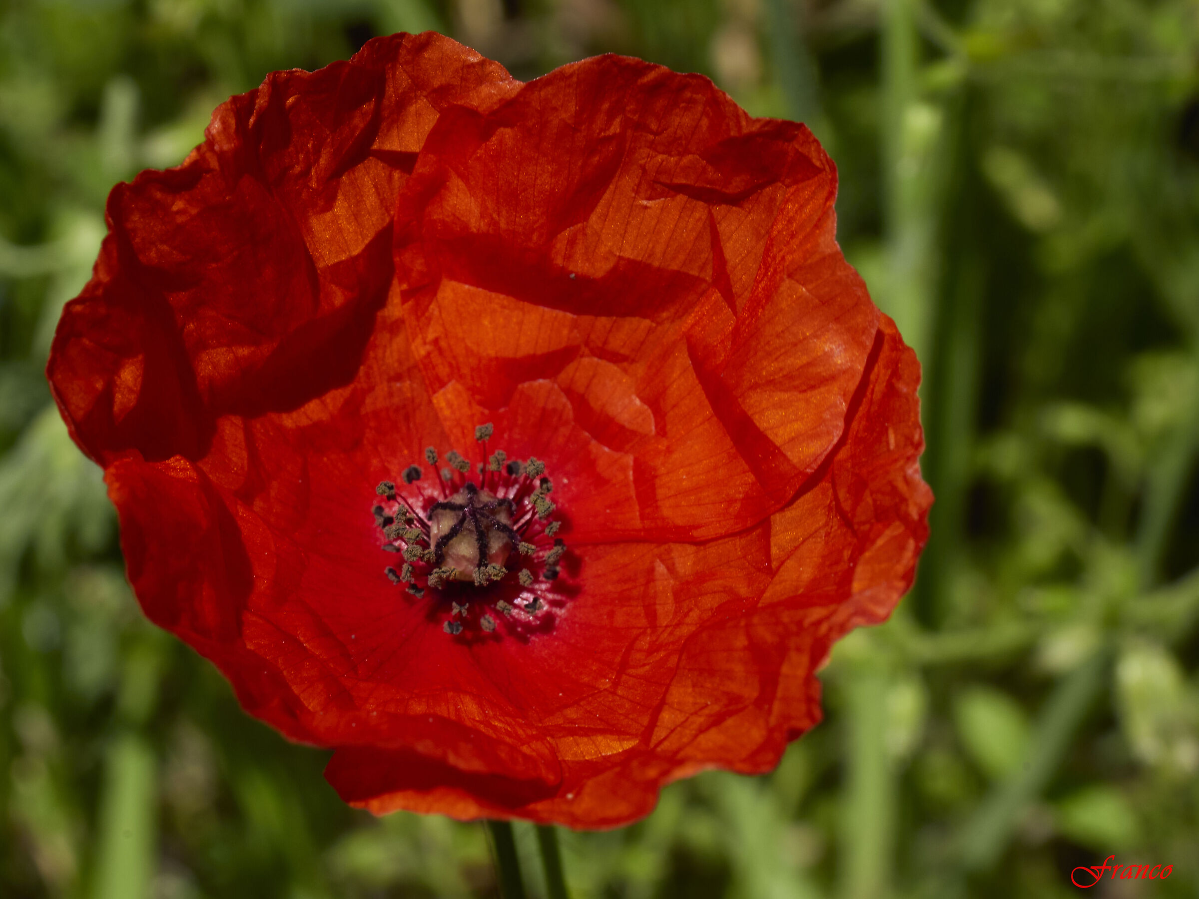 Poppy