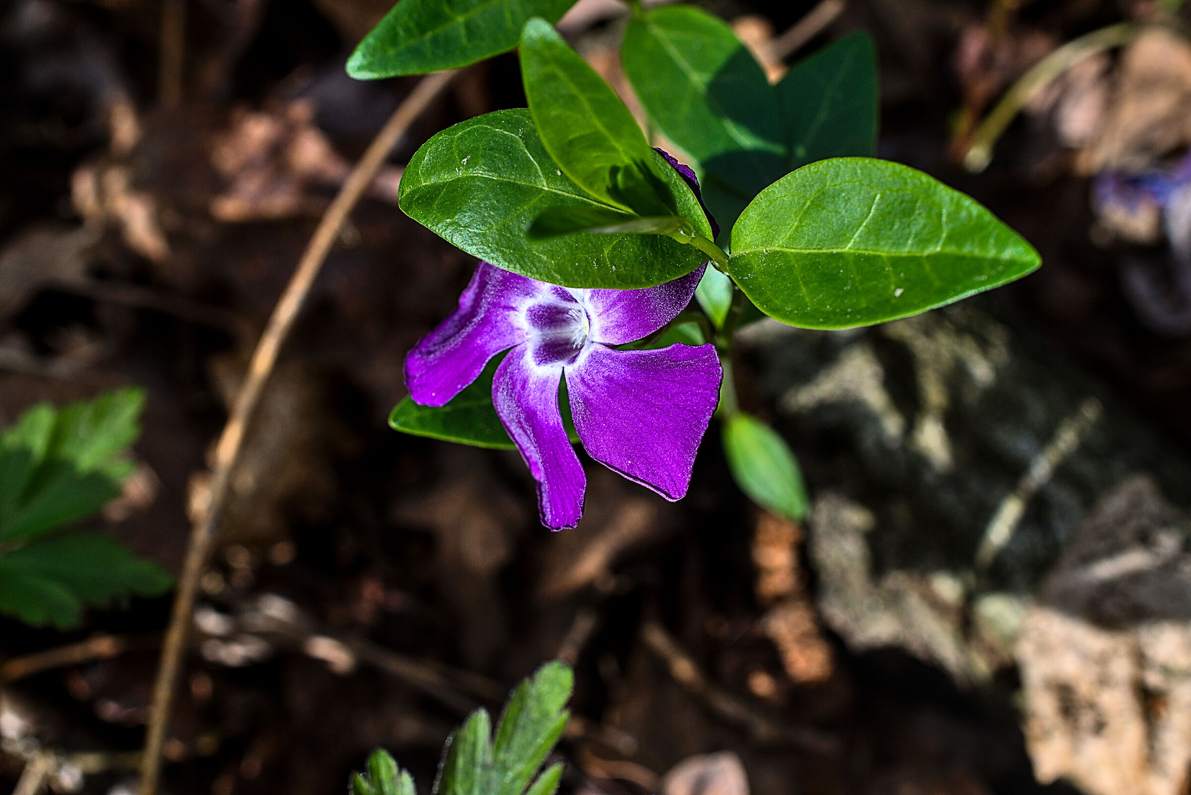 Minor Periwinkle
