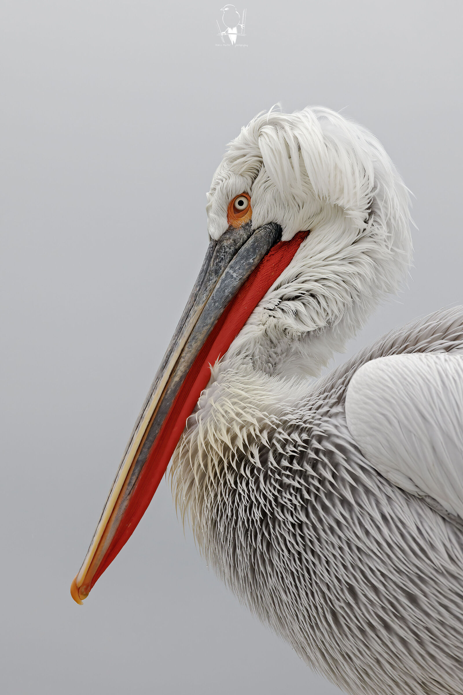 Dalmatian pelican