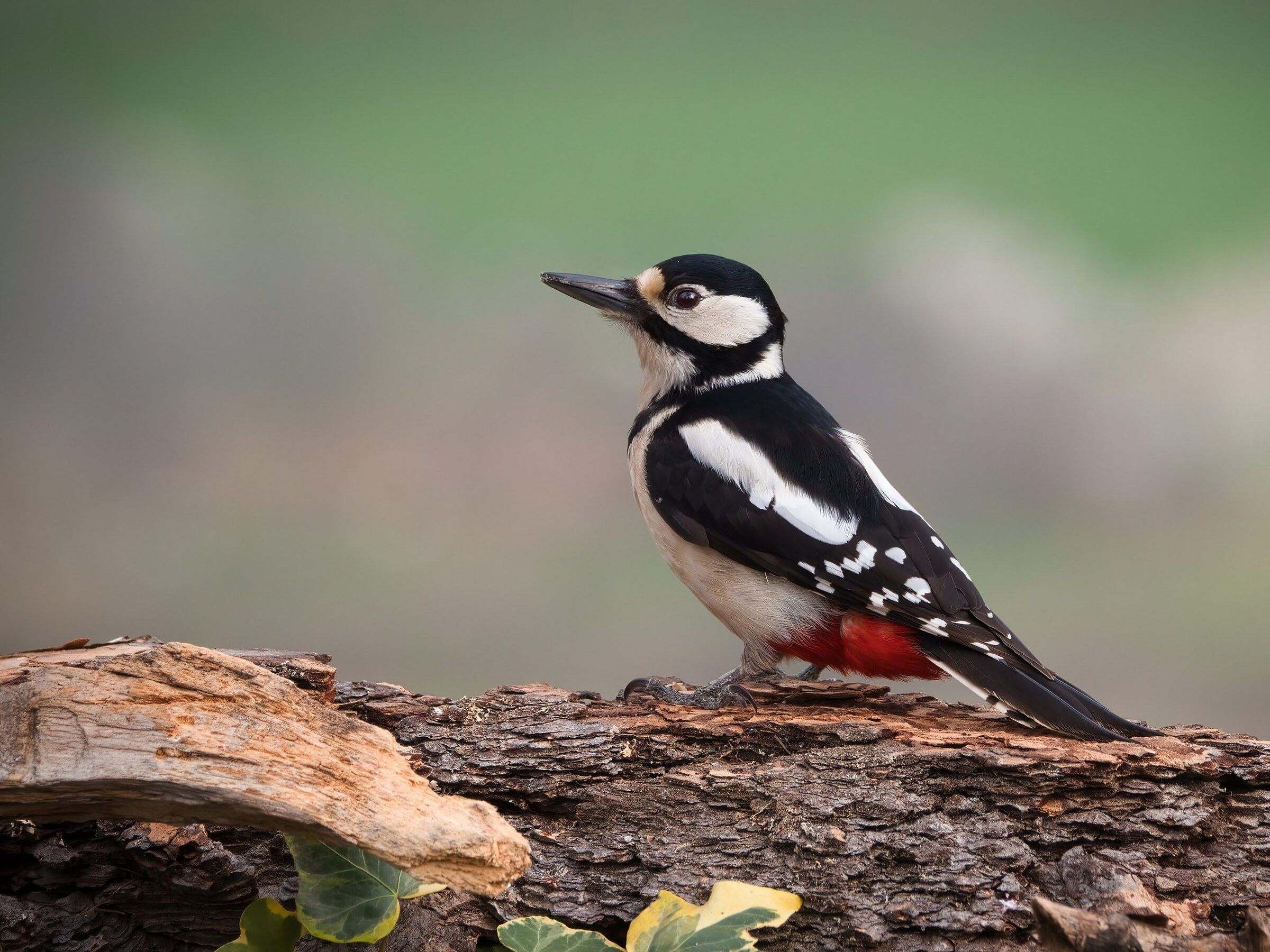 Greater spotted woodpecker (f)