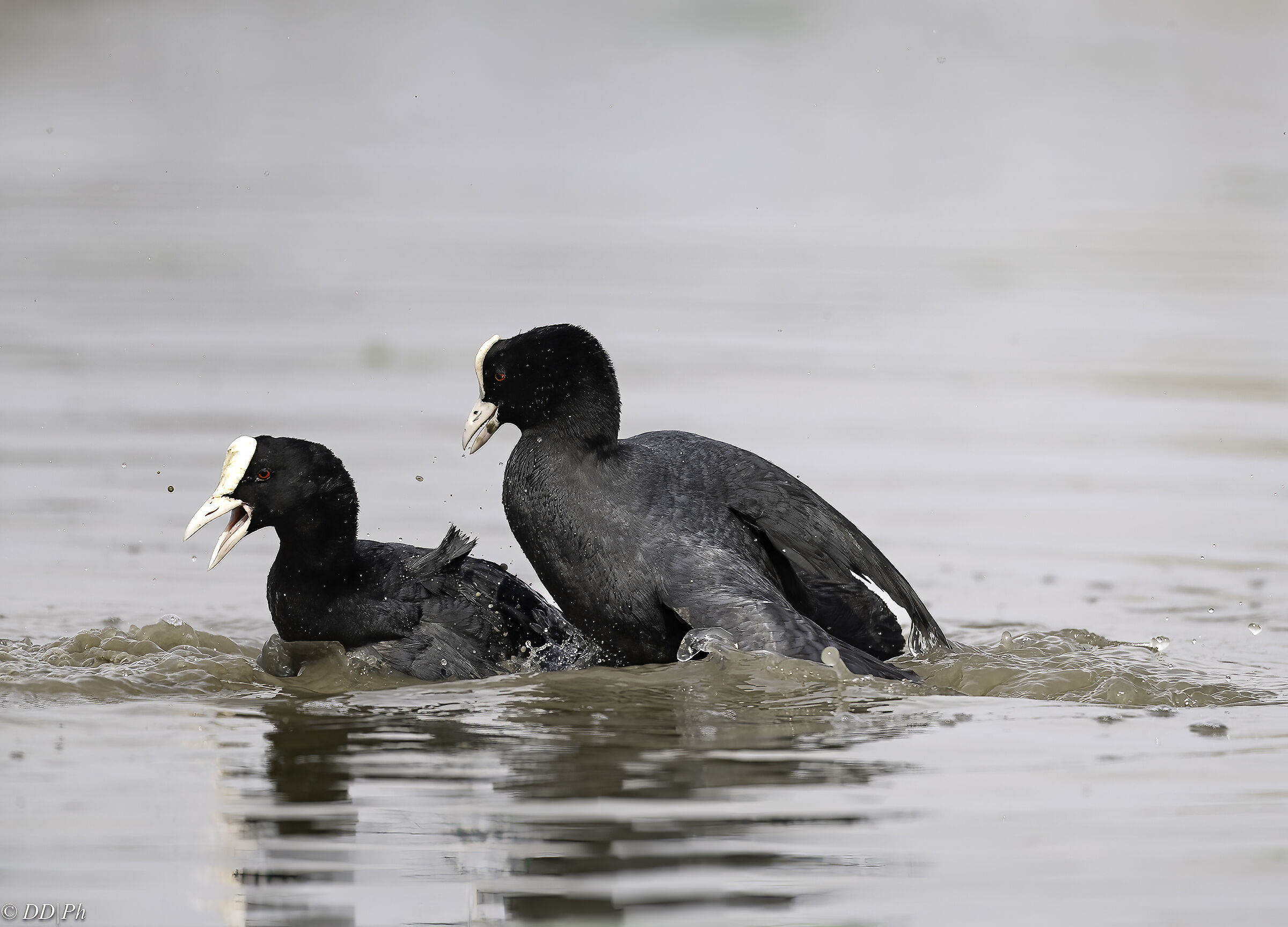 Coots