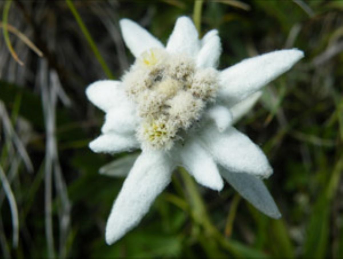 La Stella Alpina......il fiore della resilienza