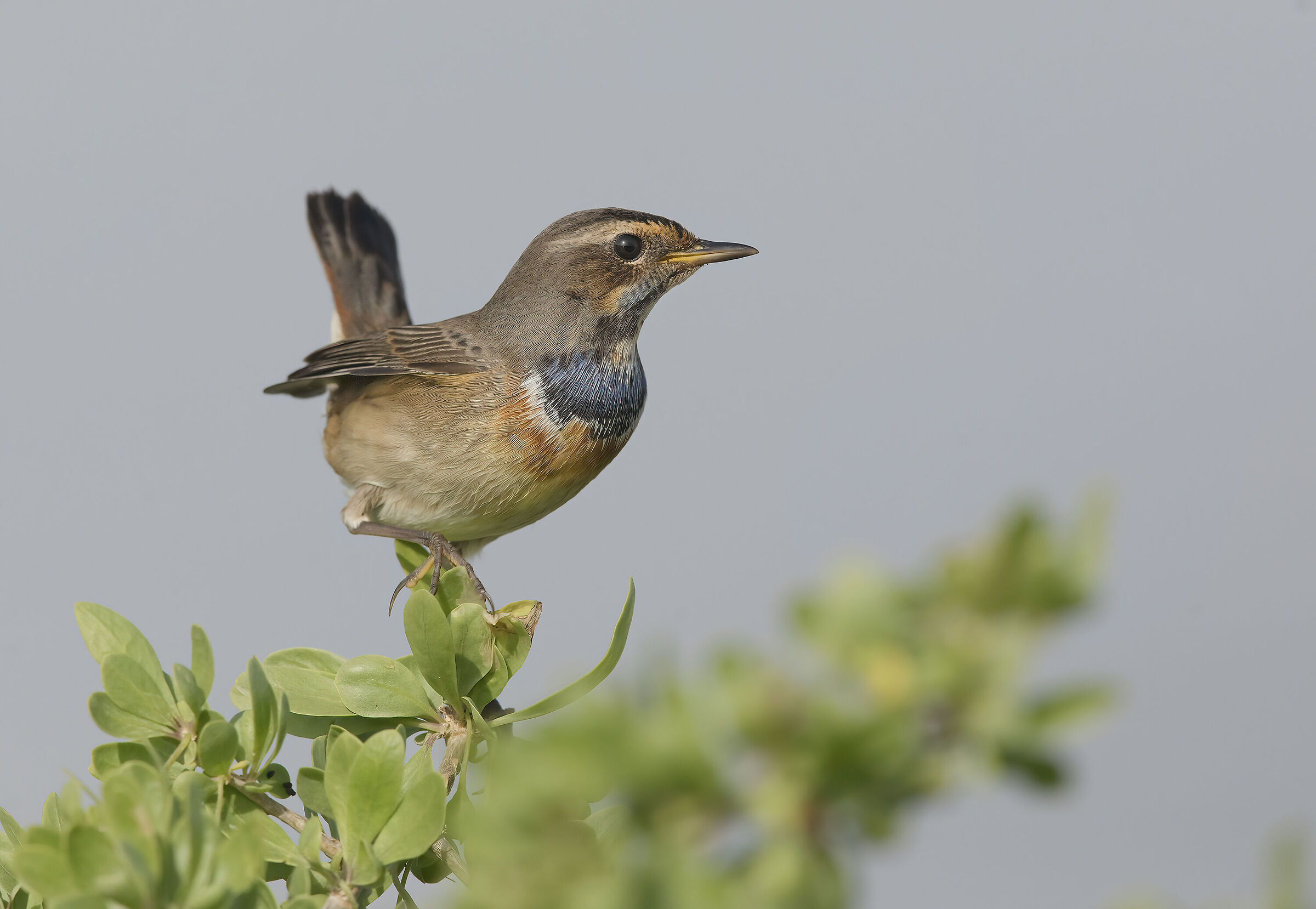 pettazzurro (luscinia svecica)
