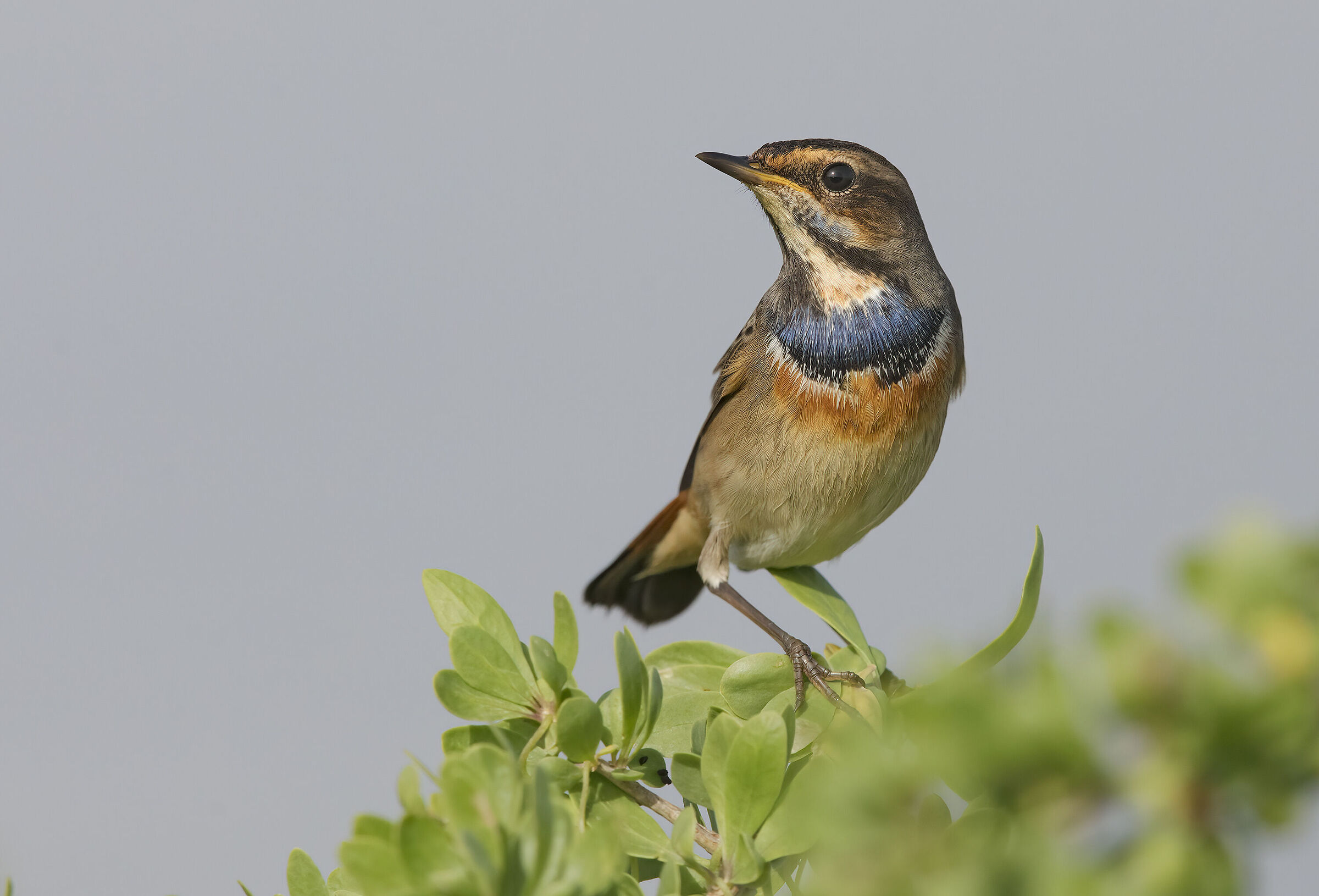 pettazzurro (luscinia svecica)