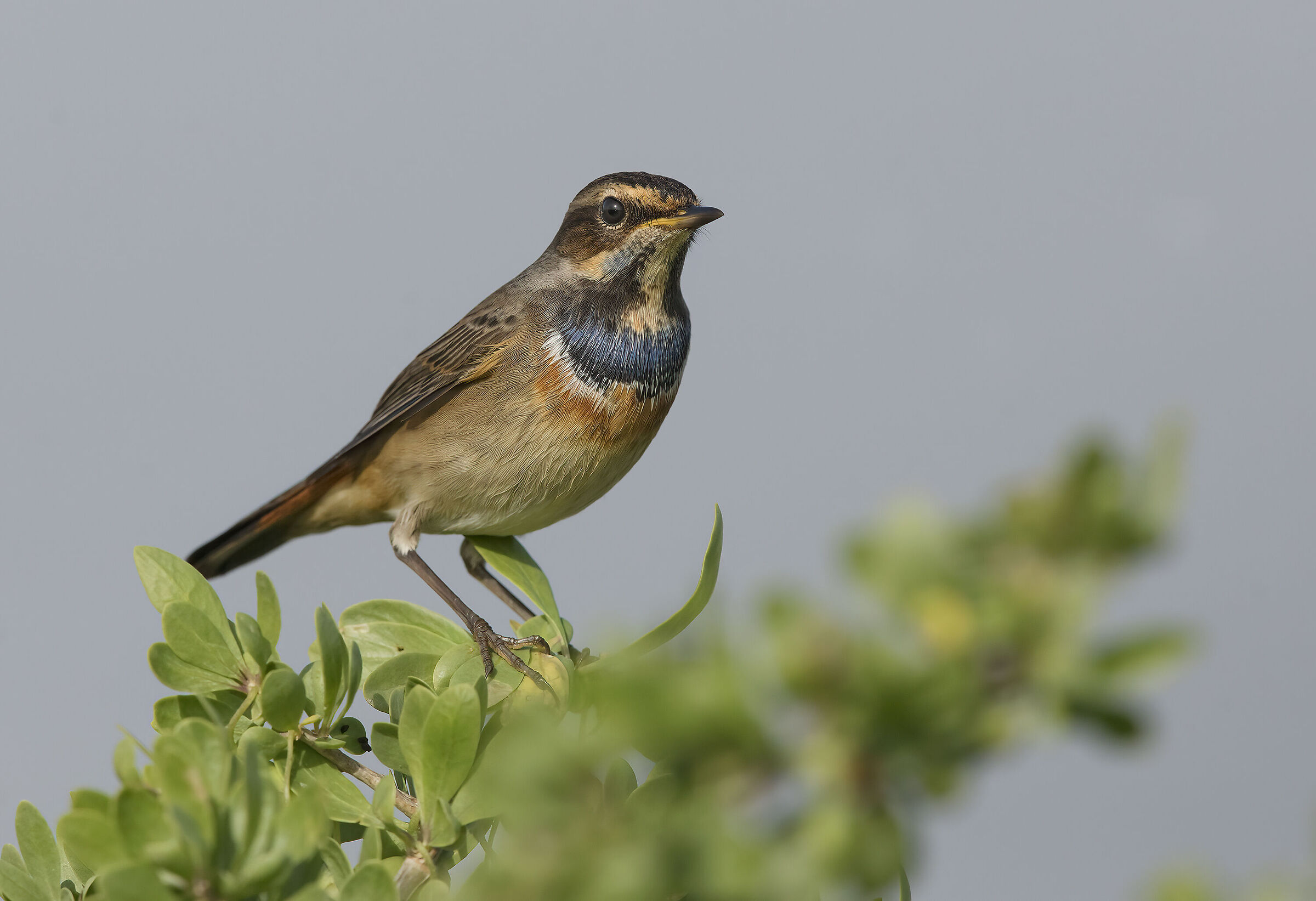 pettazzurro (luscinia svecica)