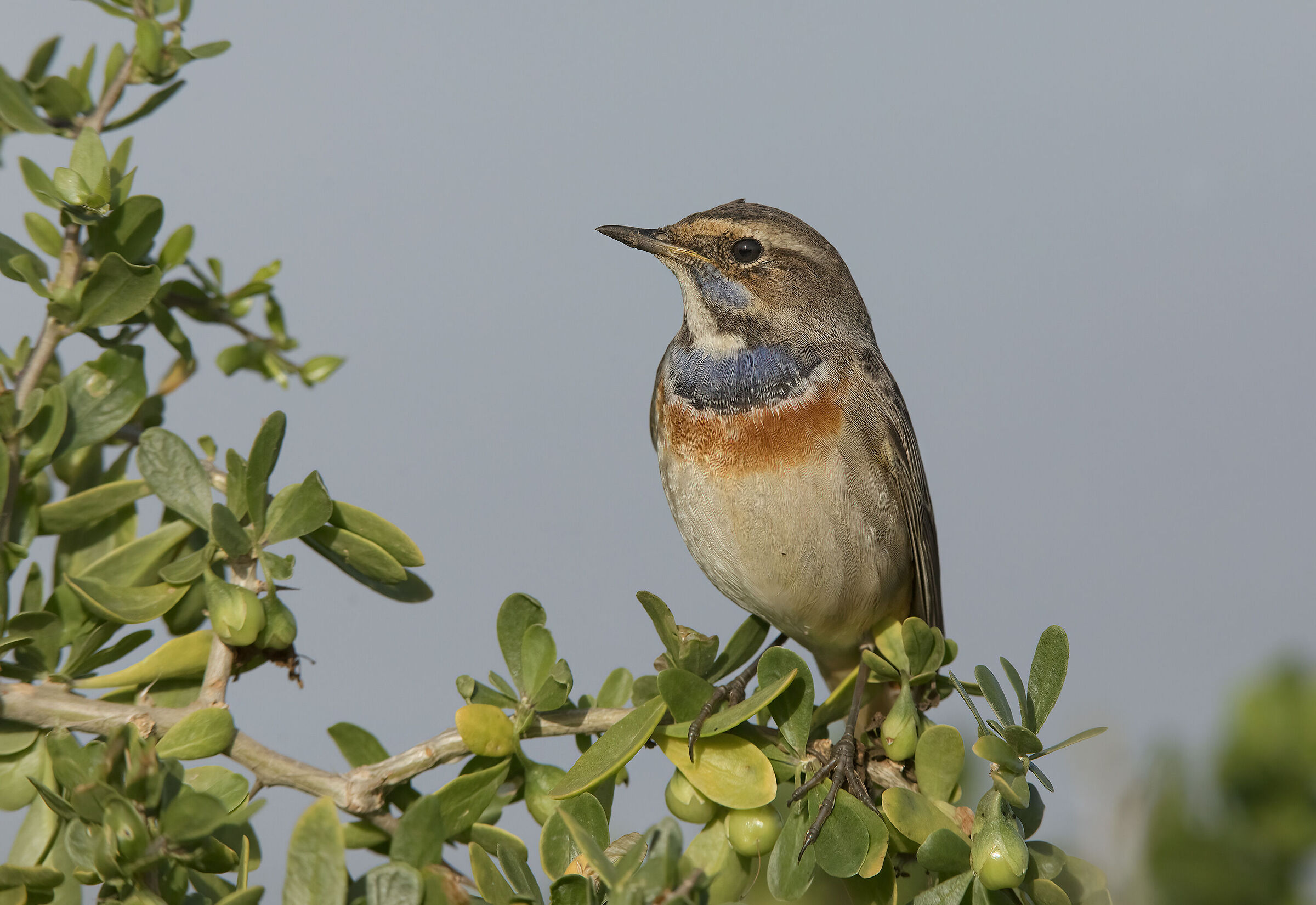 pettazzurro (luscinia svecica)