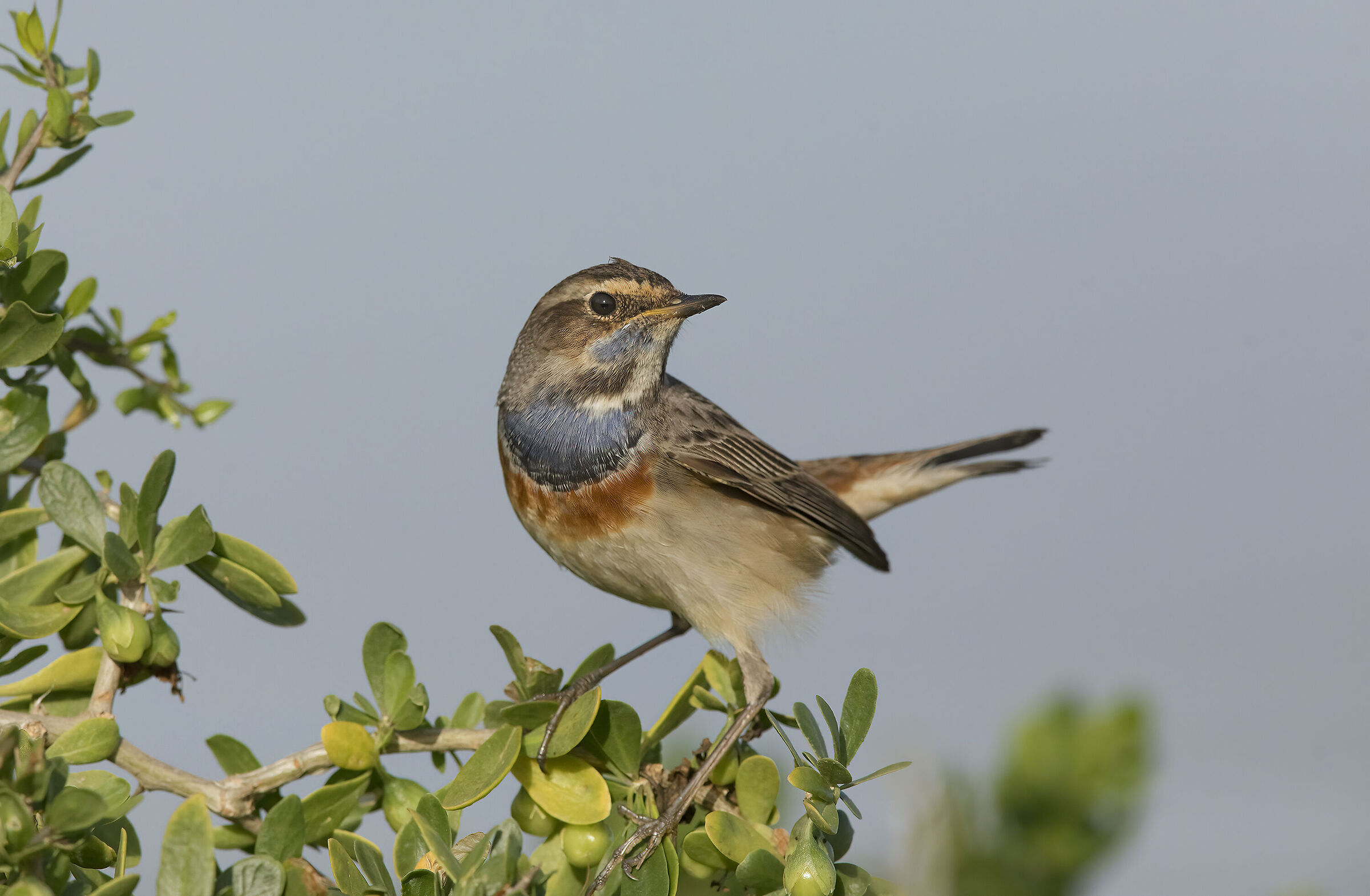 pettazzurro (luscinia svecica)