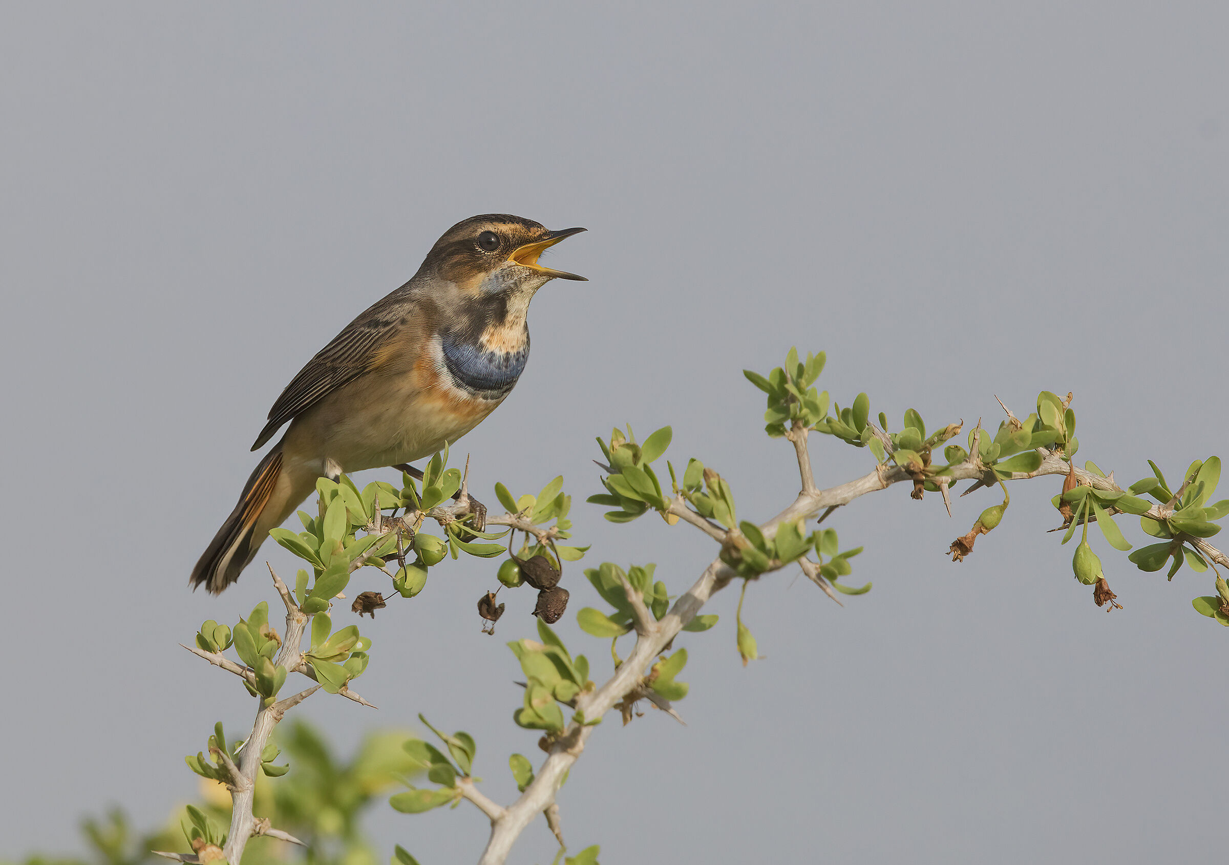 pettazzurro (luscinia svecica)
