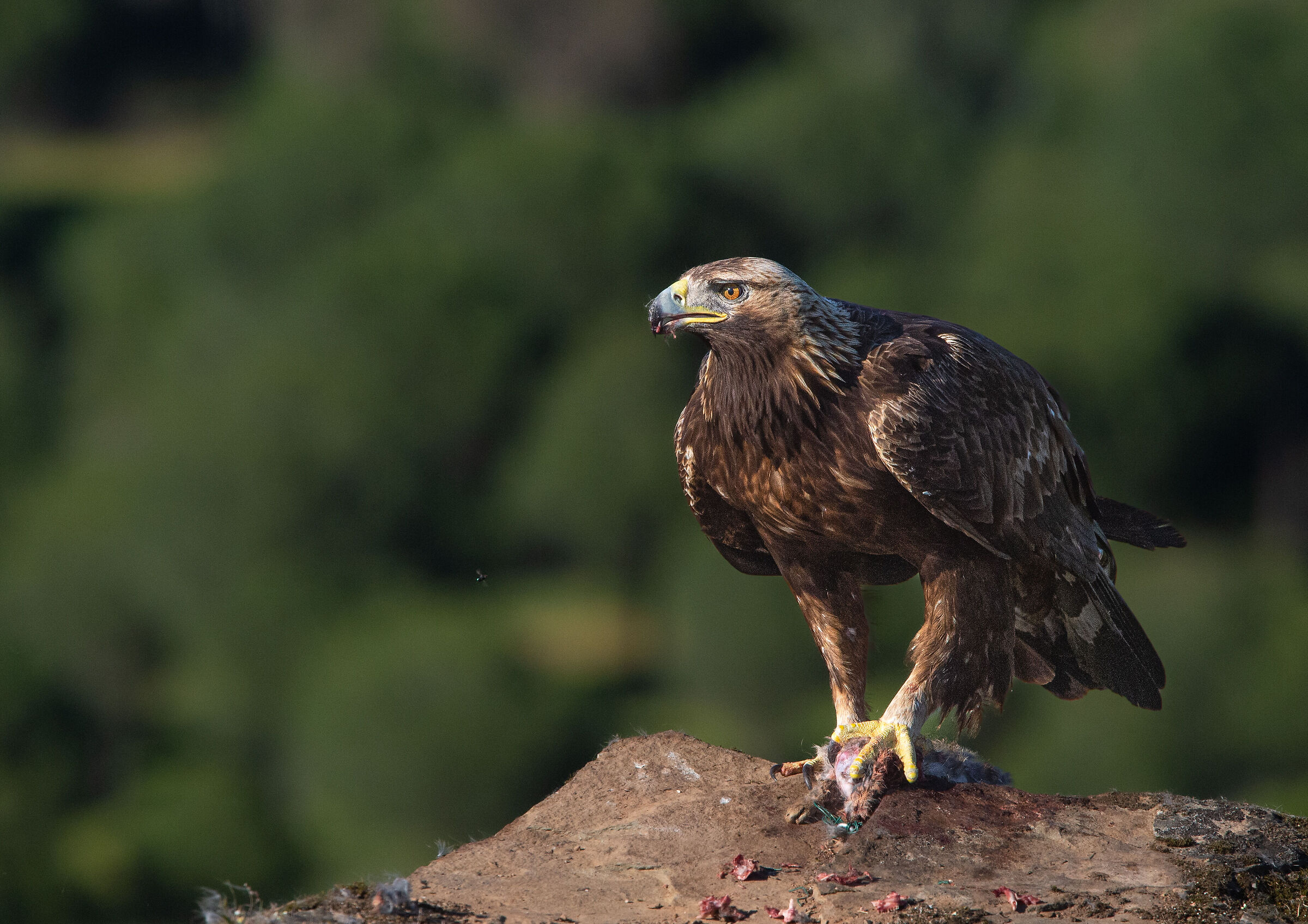 Golden eagle