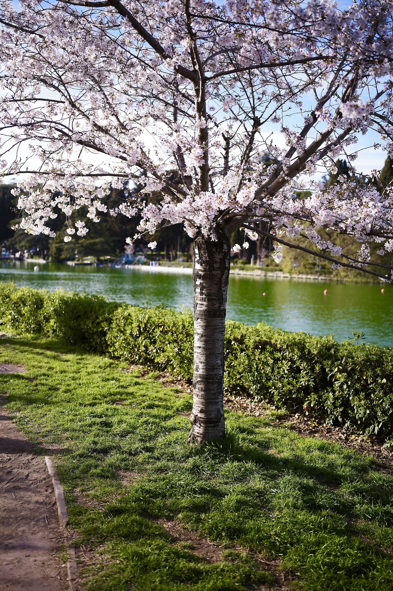 Fiori di ciliegio giapponesi al laghetto dell'Eur