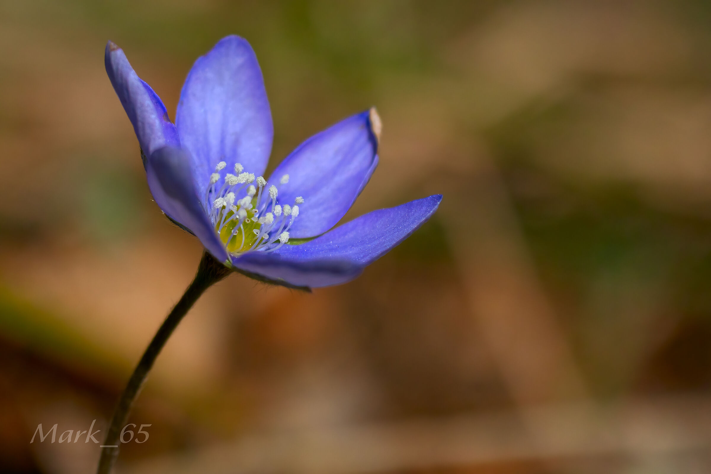 anemone