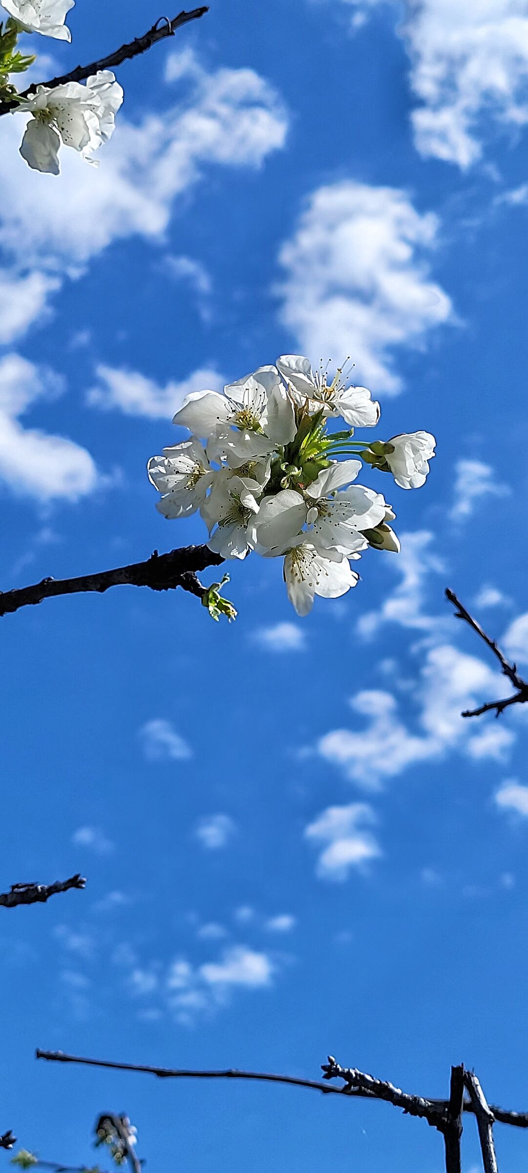 Primavera