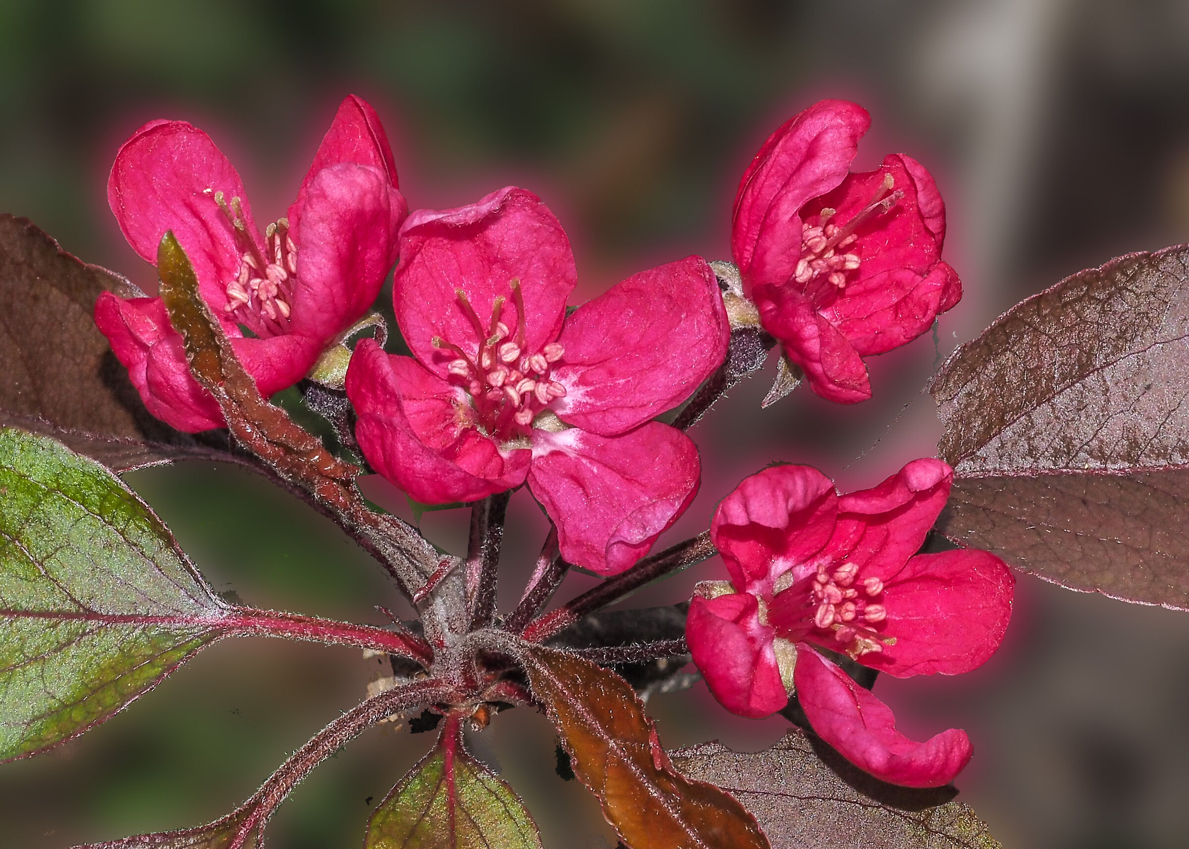 Malus floribunda