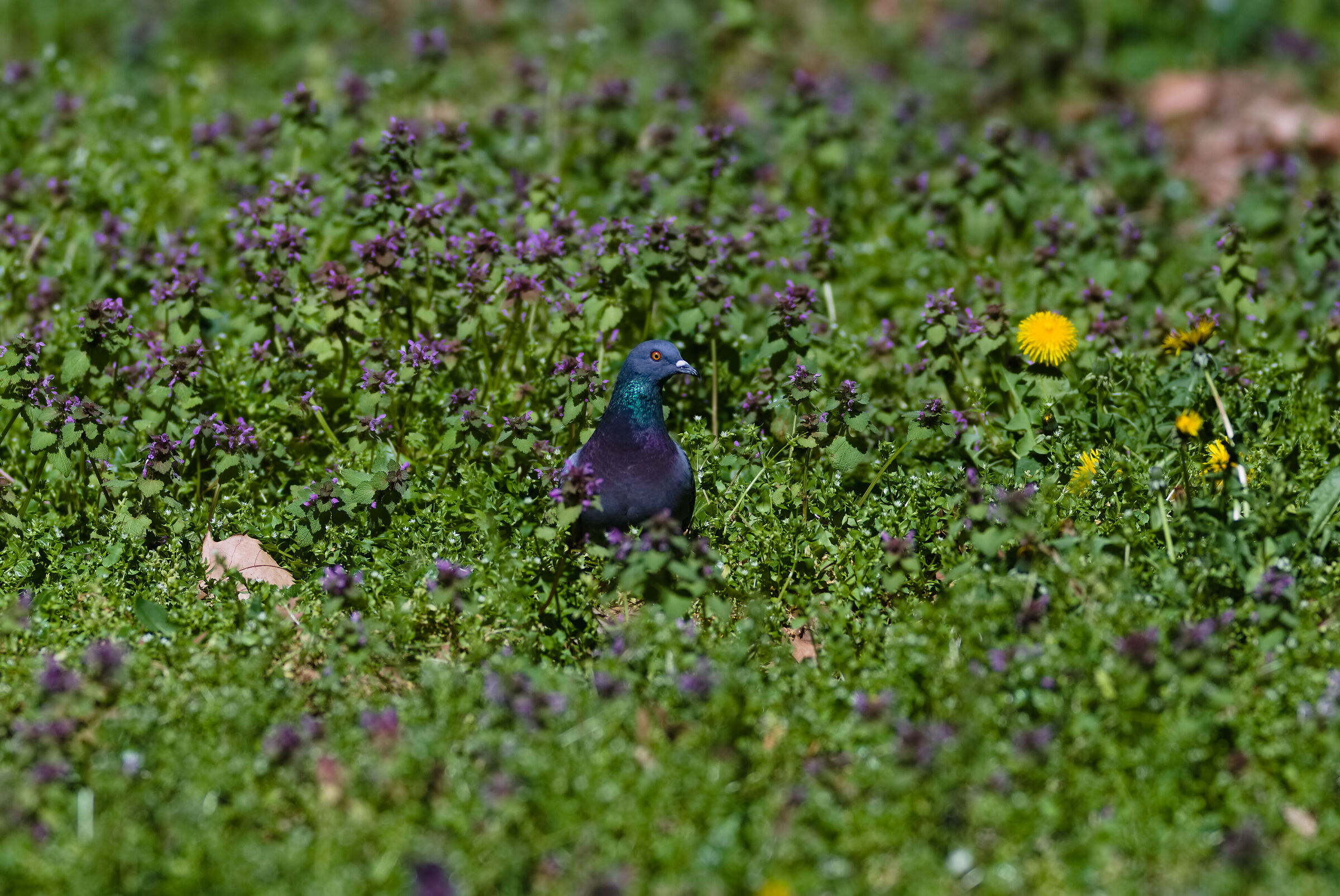 Piccione 001 01/04/23