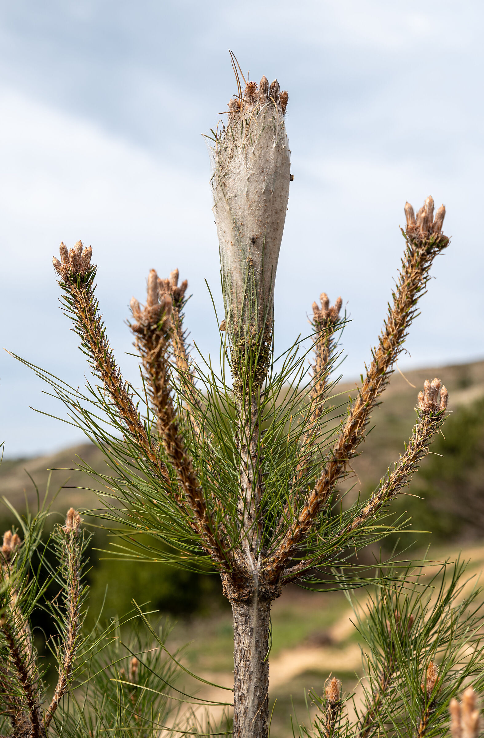 The nest of the processionary