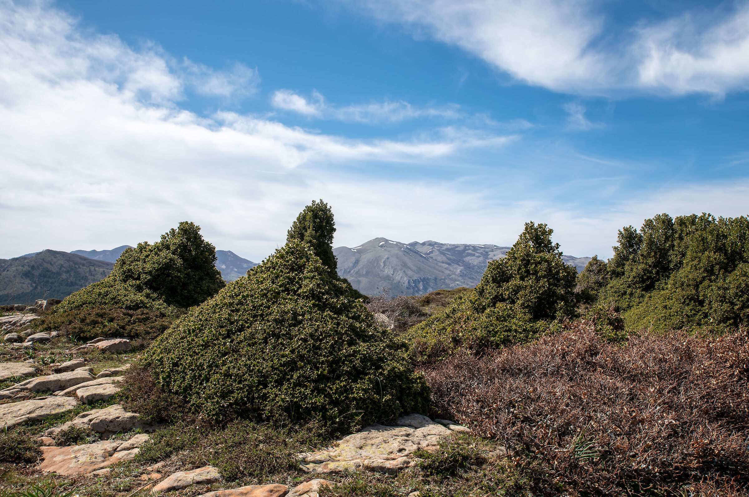 Holly sculpted by the wind with Monte Ferro background