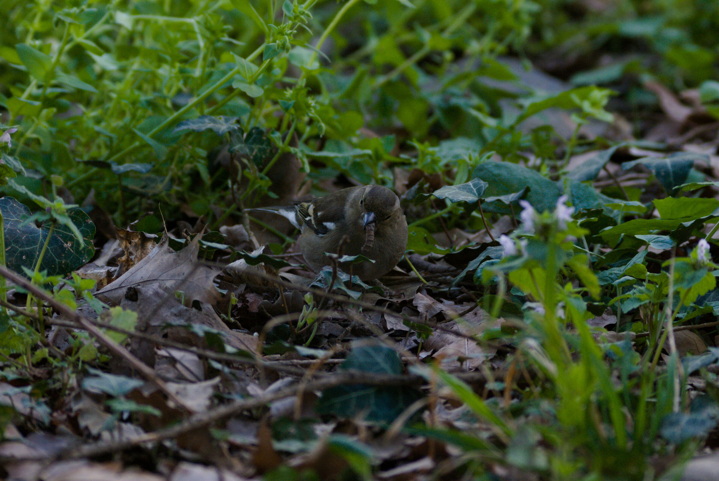 Fringuello Verdone 001 01/04/23.